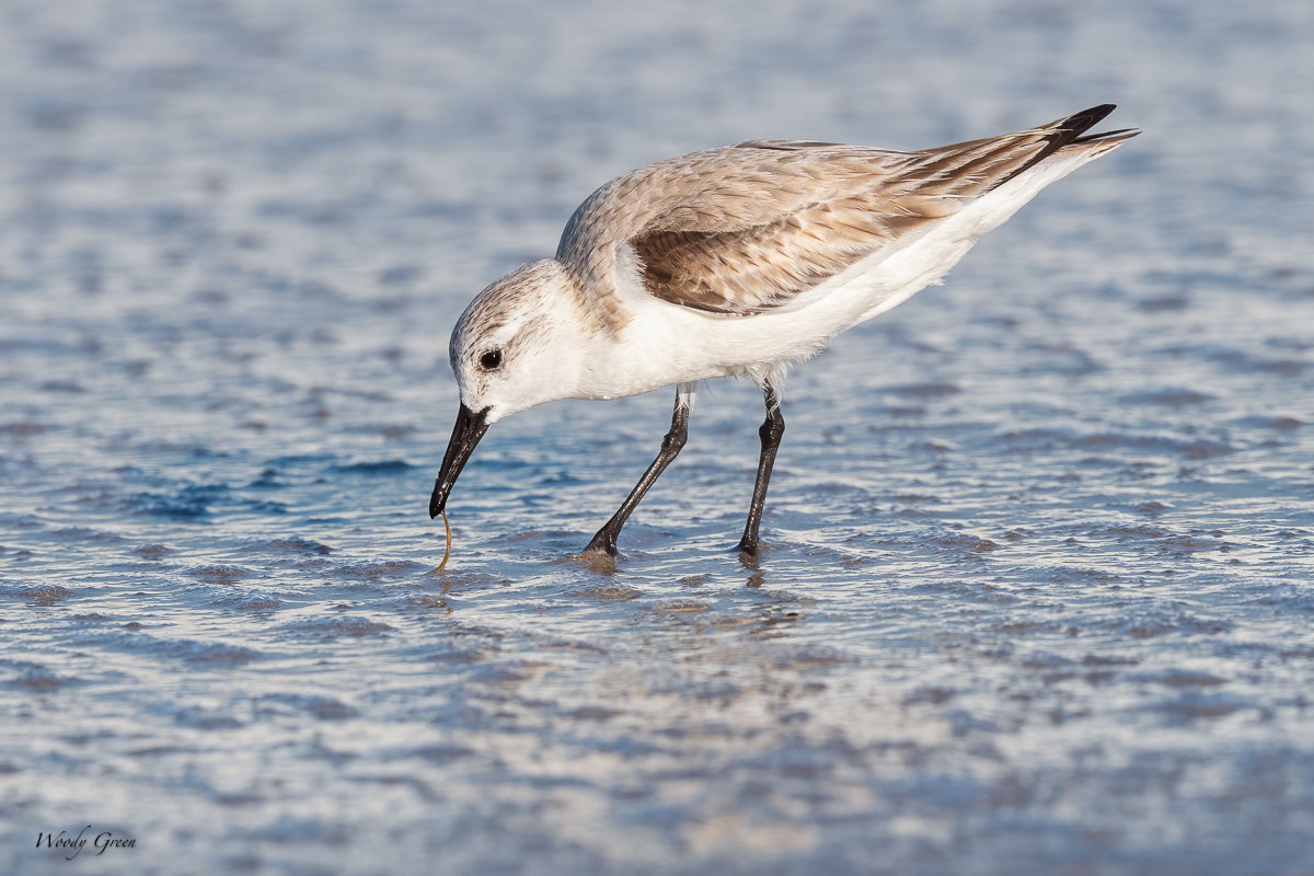 Sanderling-599.jpg