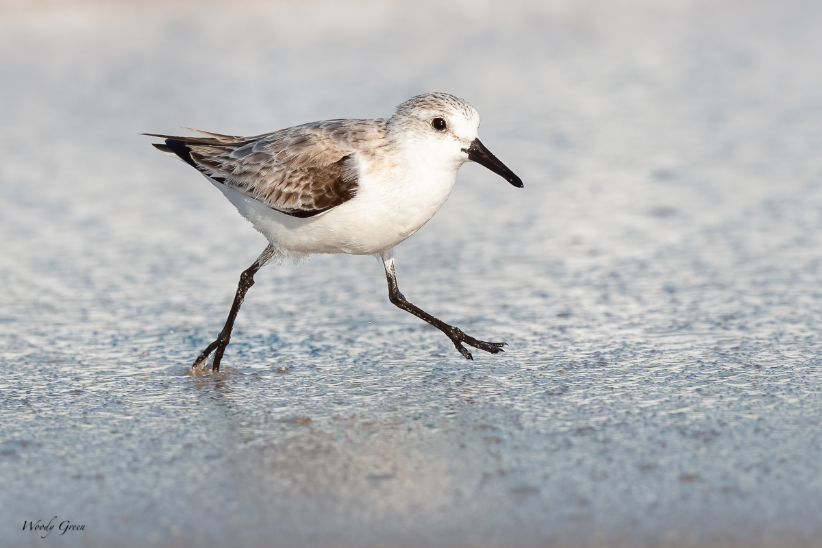 Sanderling-601.jpg