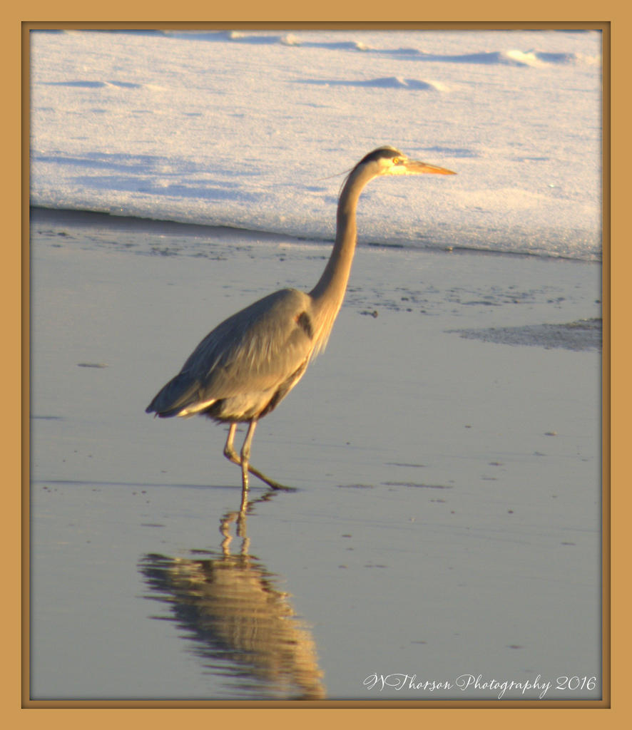 Sandhill Crane 2-6-2016.jpg
