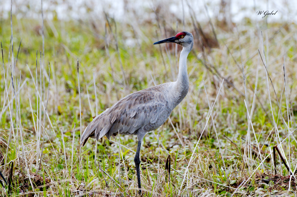 Sandhill crane sm.jpg
