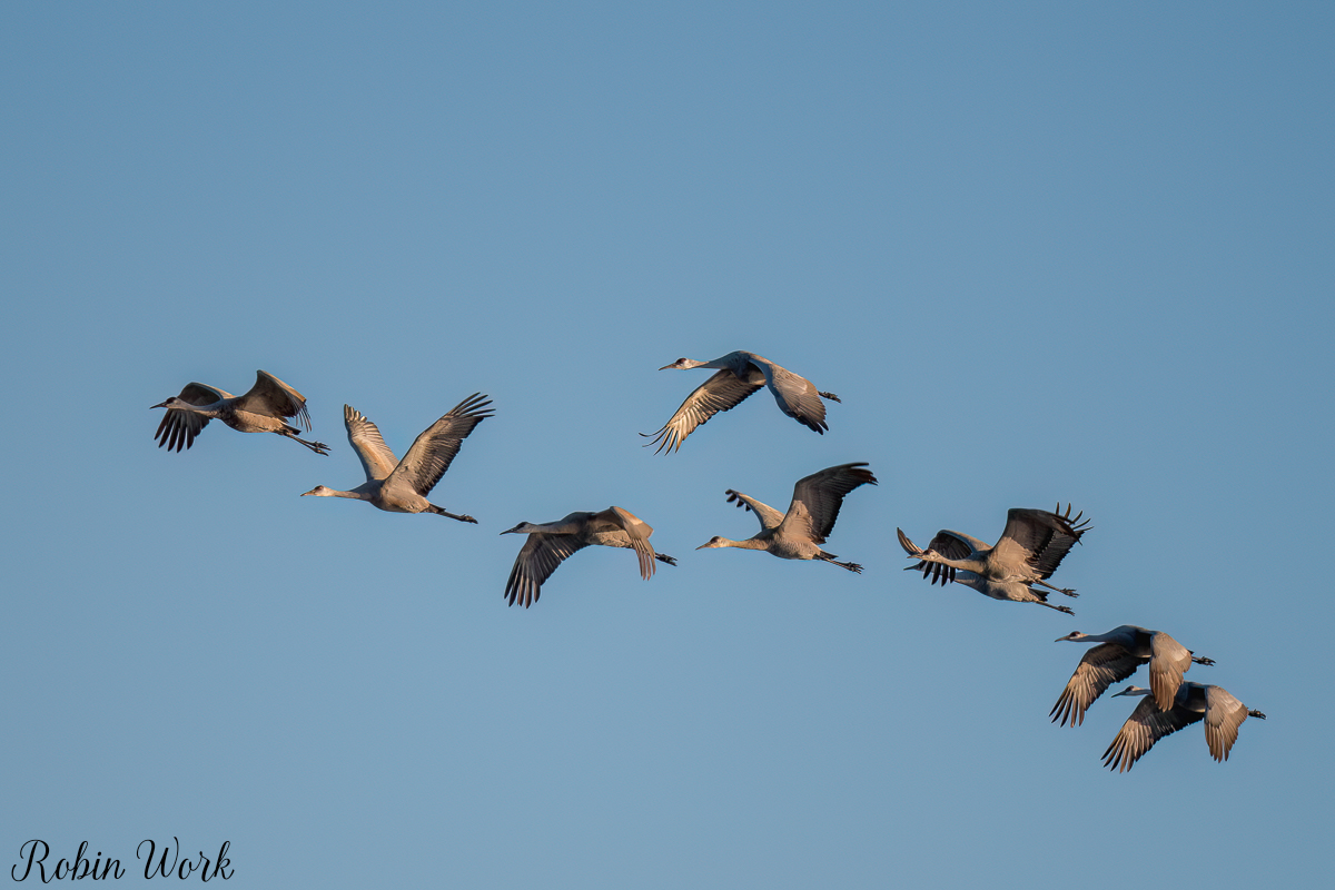Sandhill Crane230212-.jpg