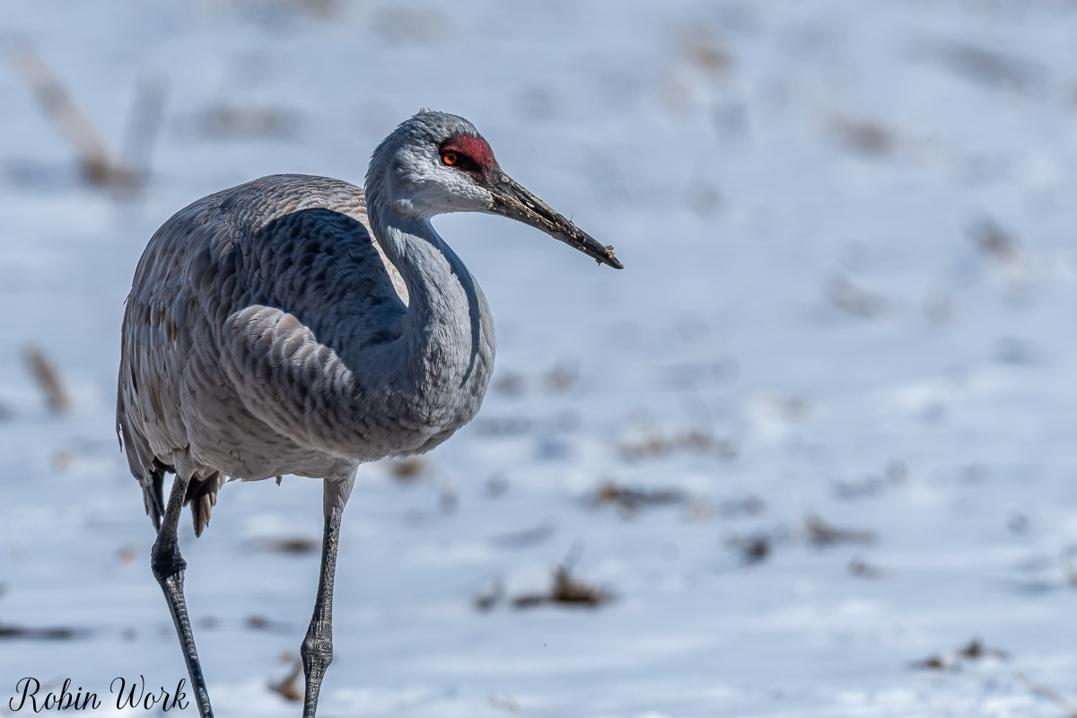 Sandhill Crane250221--2.jpg