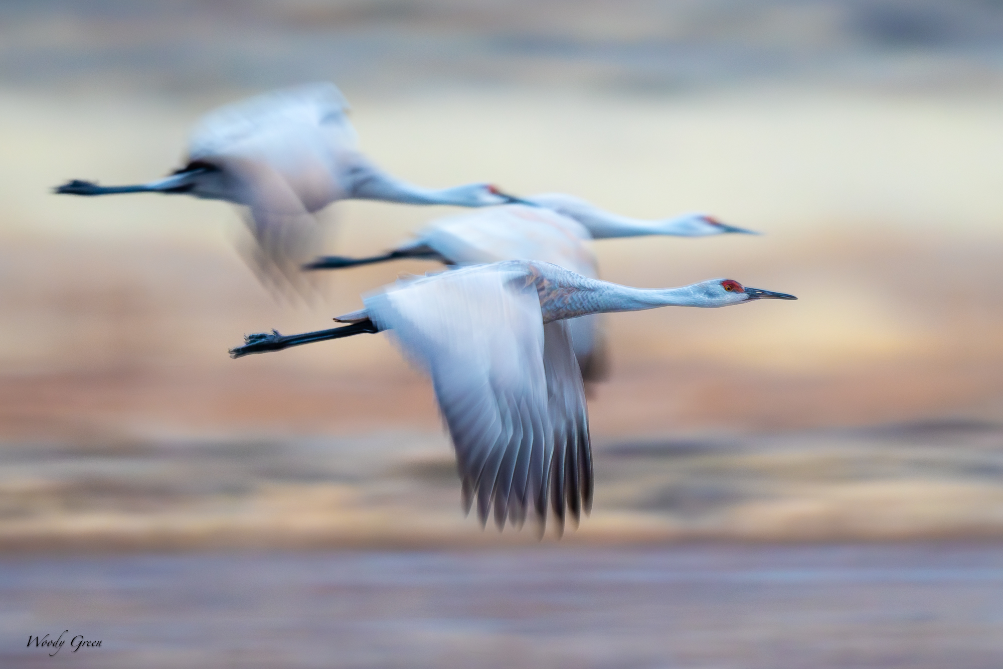 SandhillBlur-552.jpg