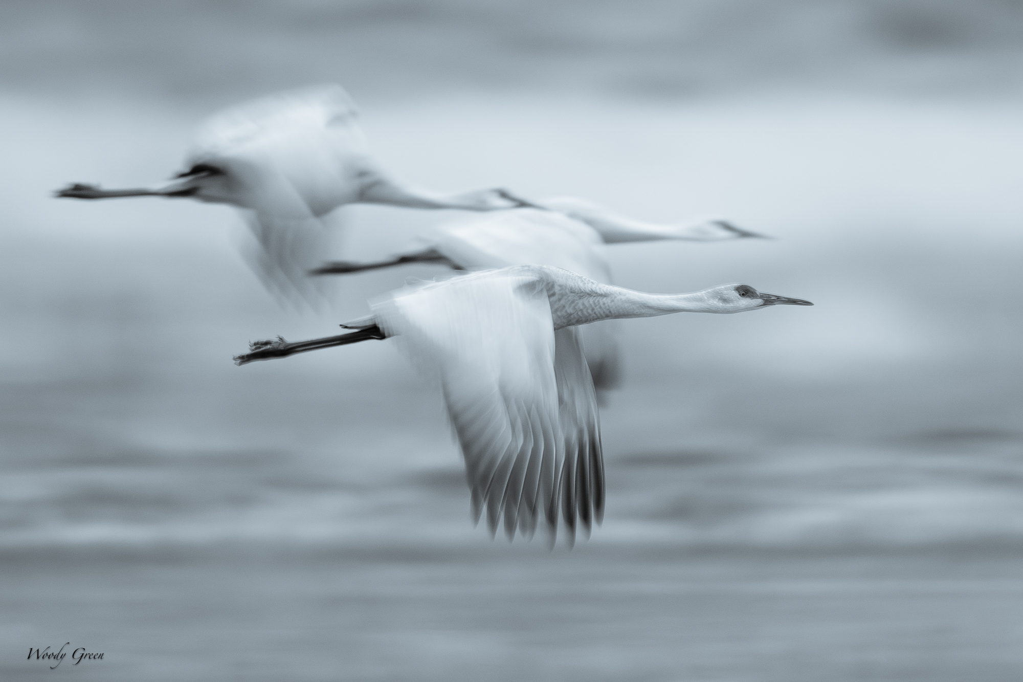 SandhillBlur-553.jpg