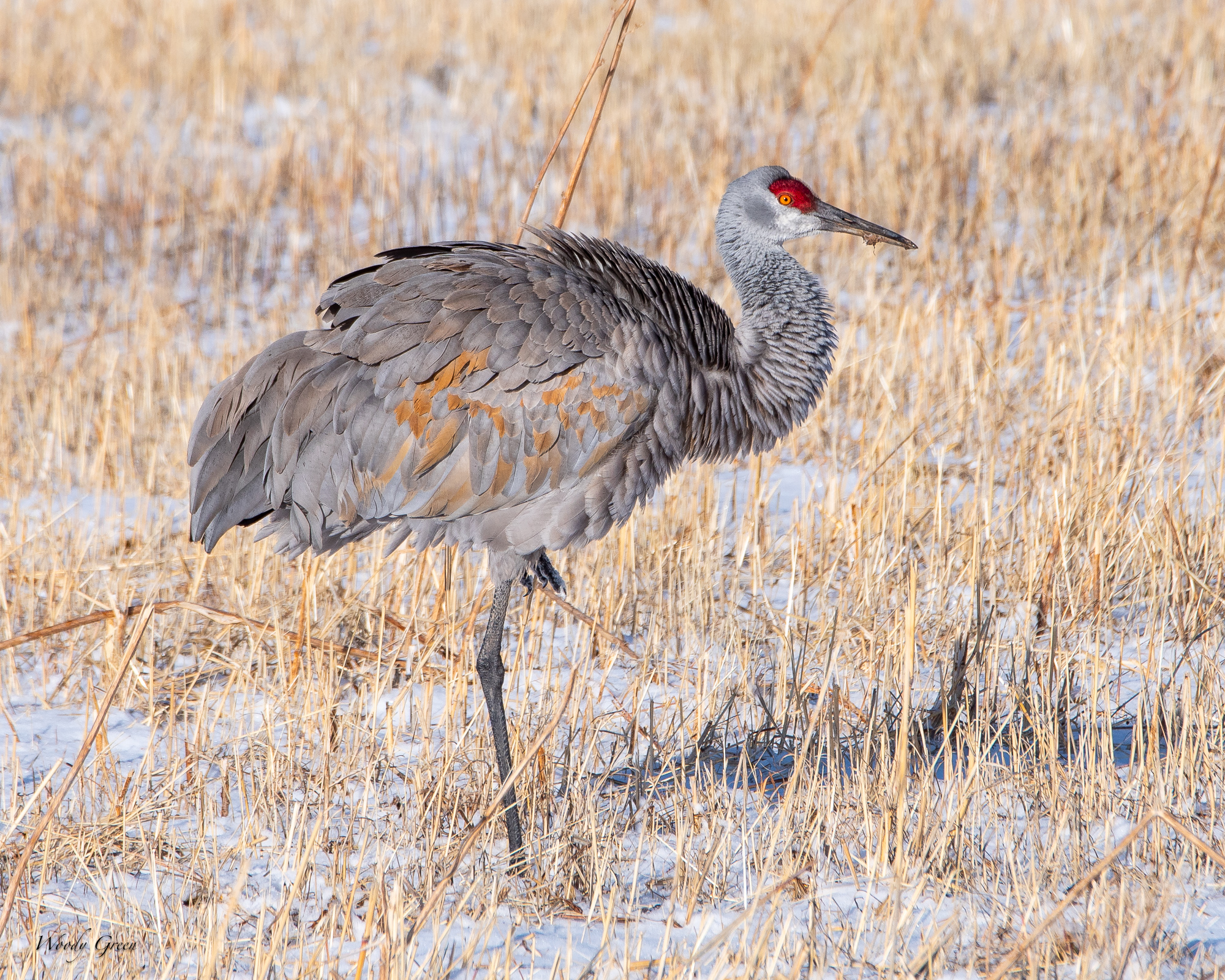 SandhillColdMorning-552.jpg