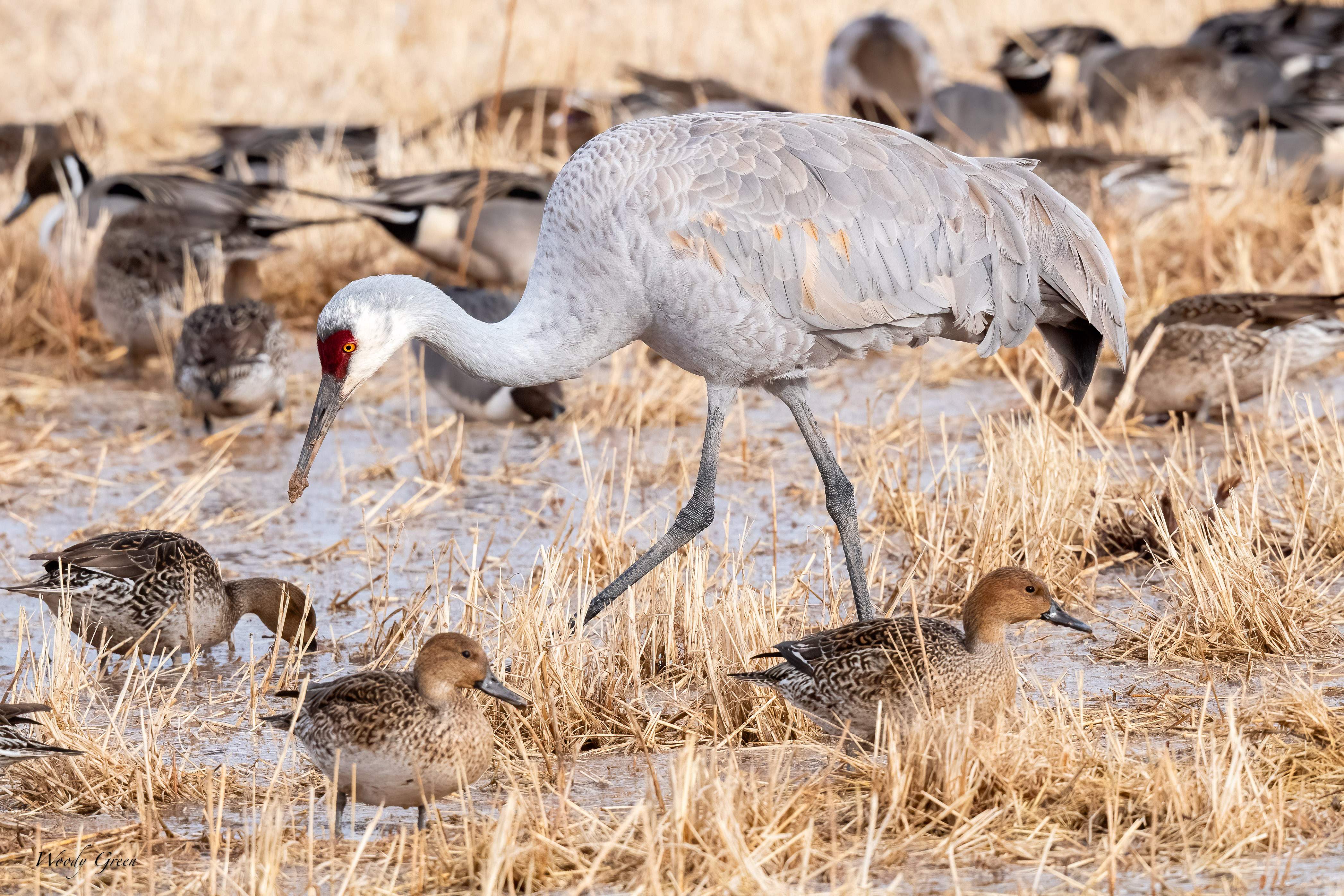 SandhillDucksField-252.jpg