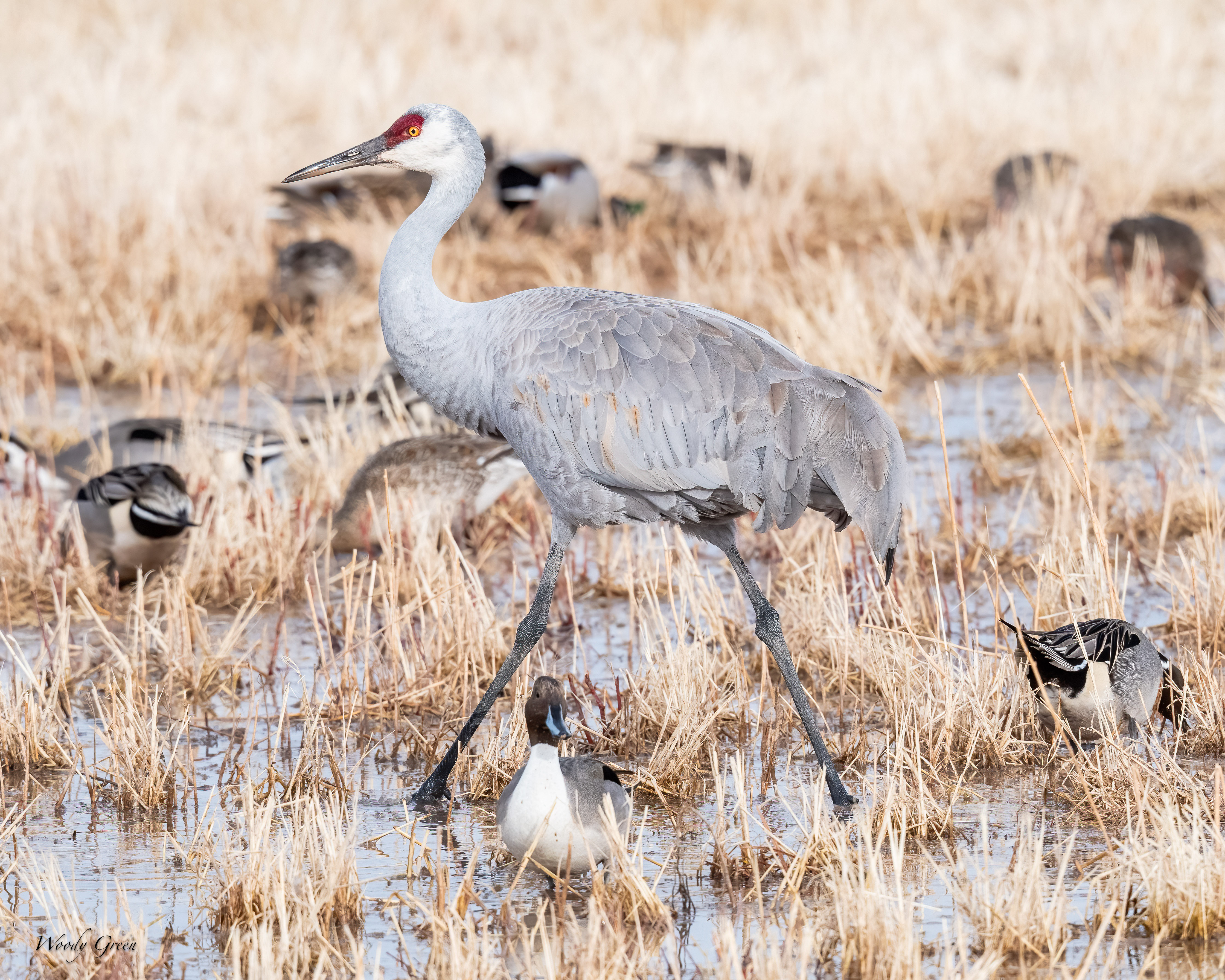 SandhillDucksField-253.jpg