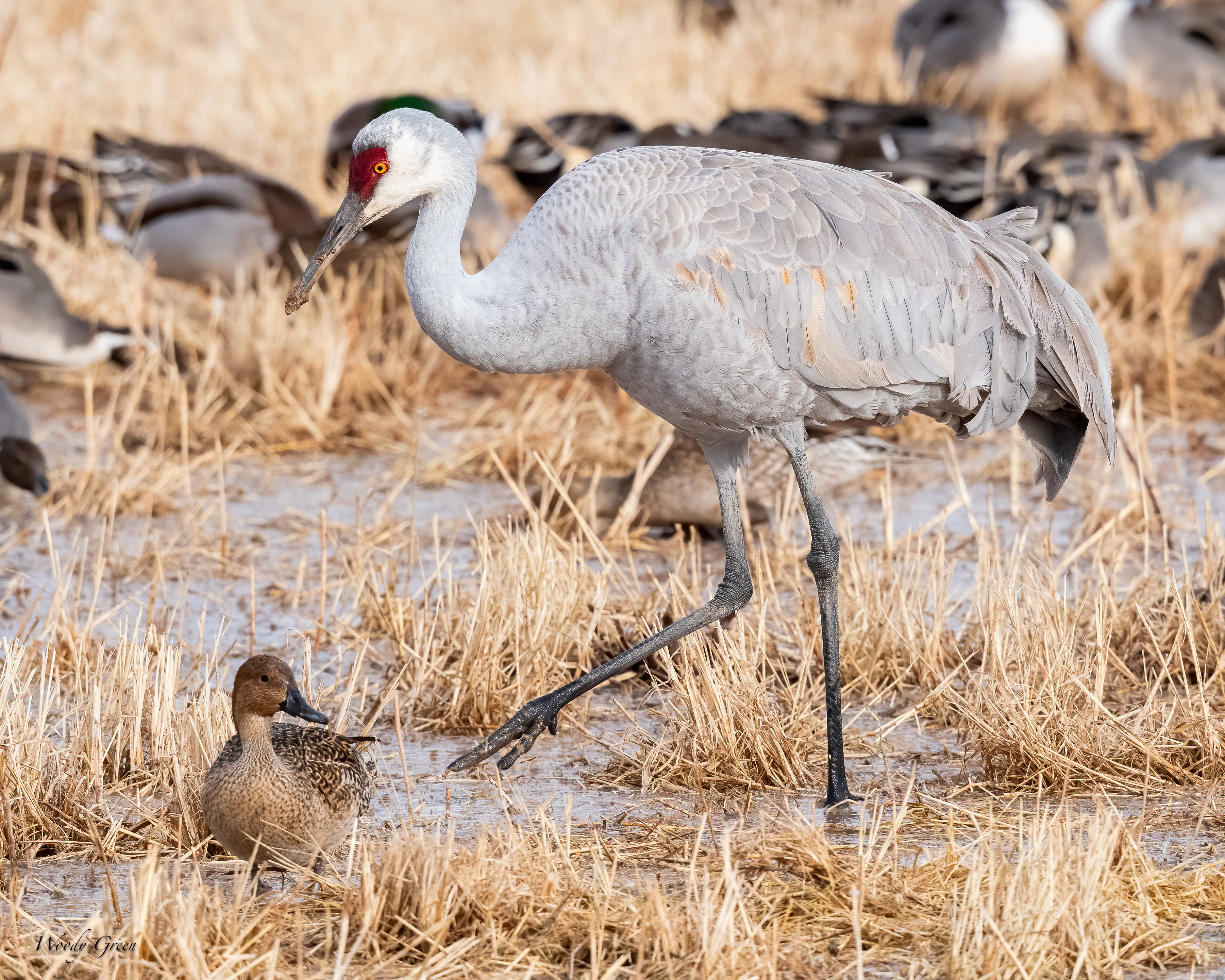 SandhillDucksField-254.jpg