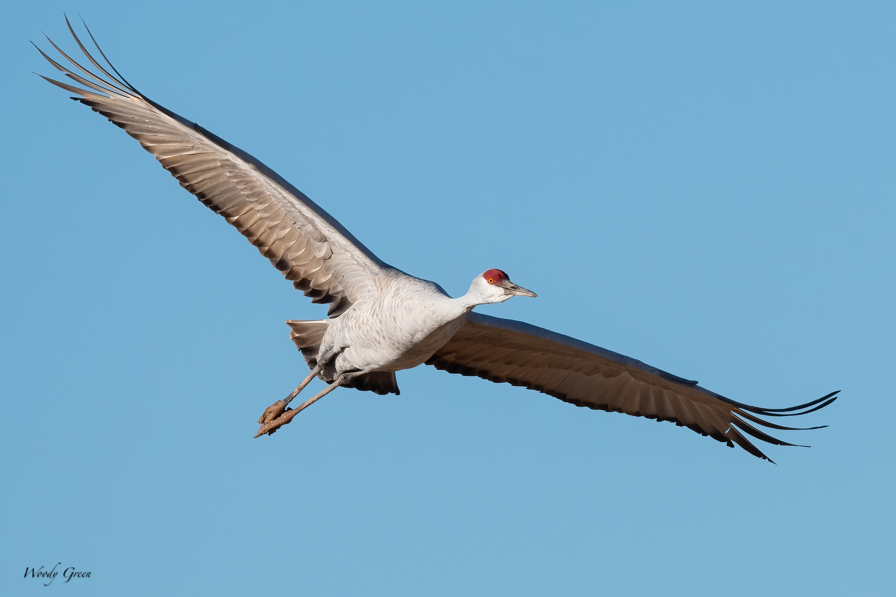 SandhillFlight-268.jpg