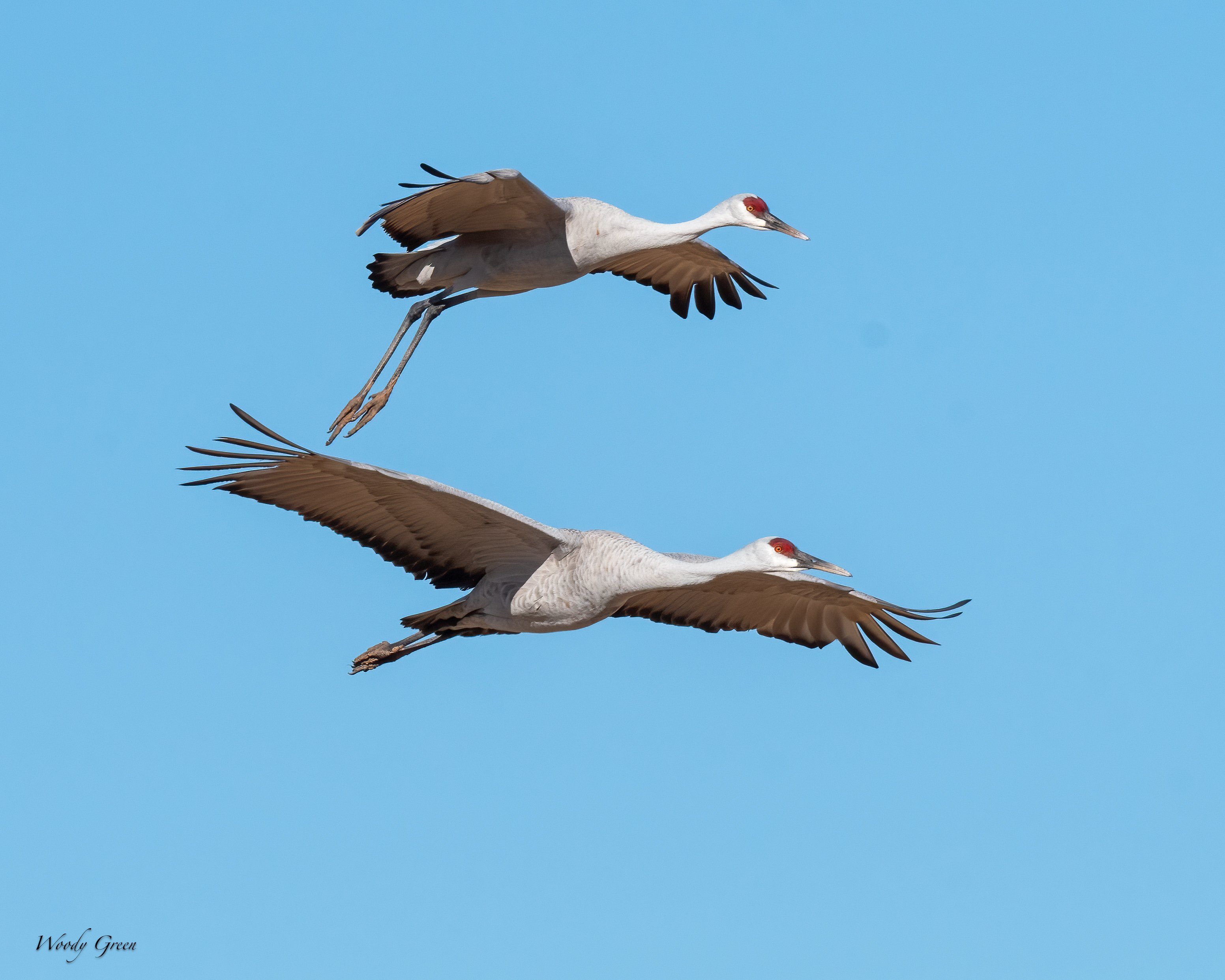 SandhillFlight-276.jpg