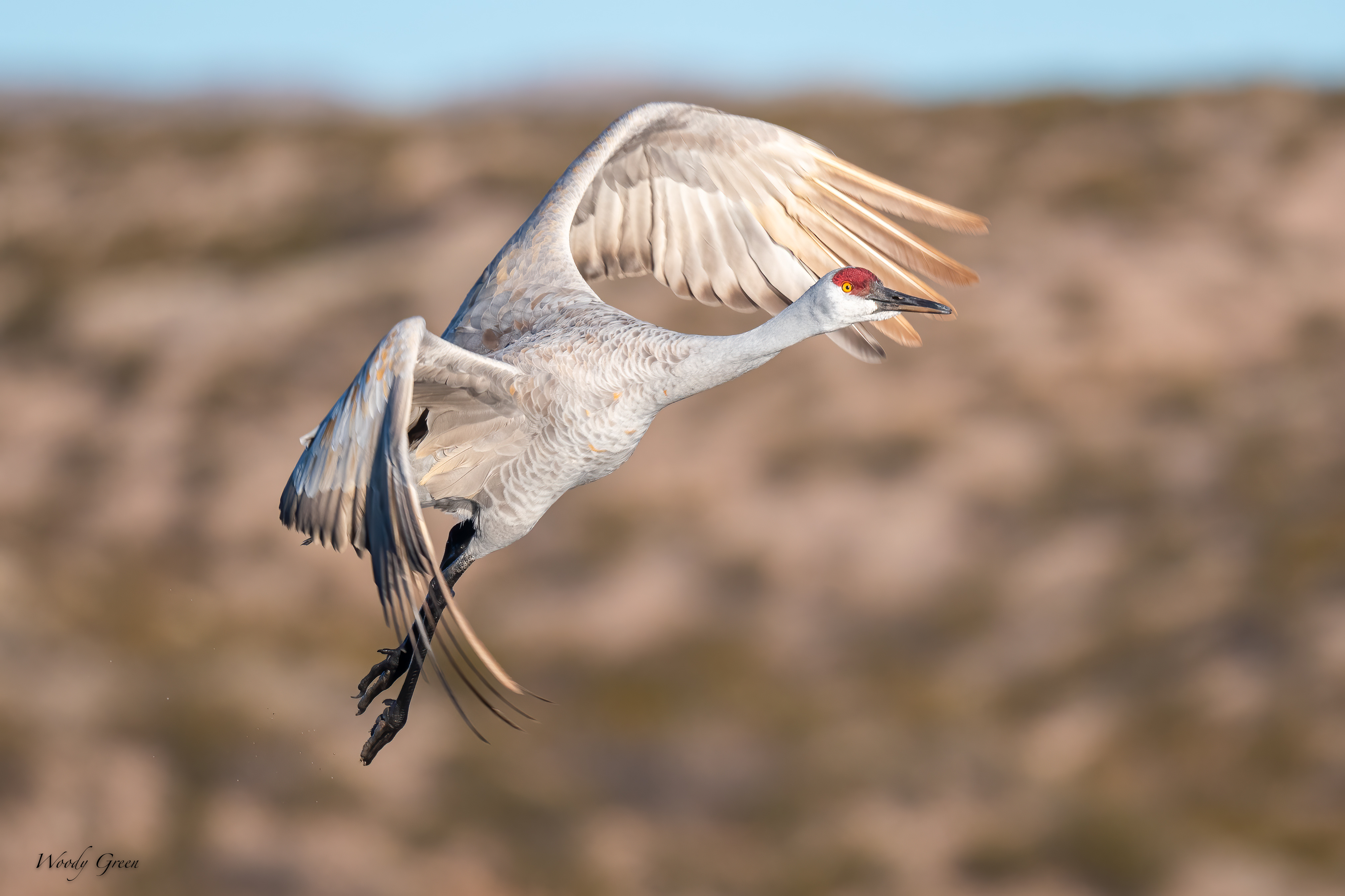 SandhillFlight-551.jpg