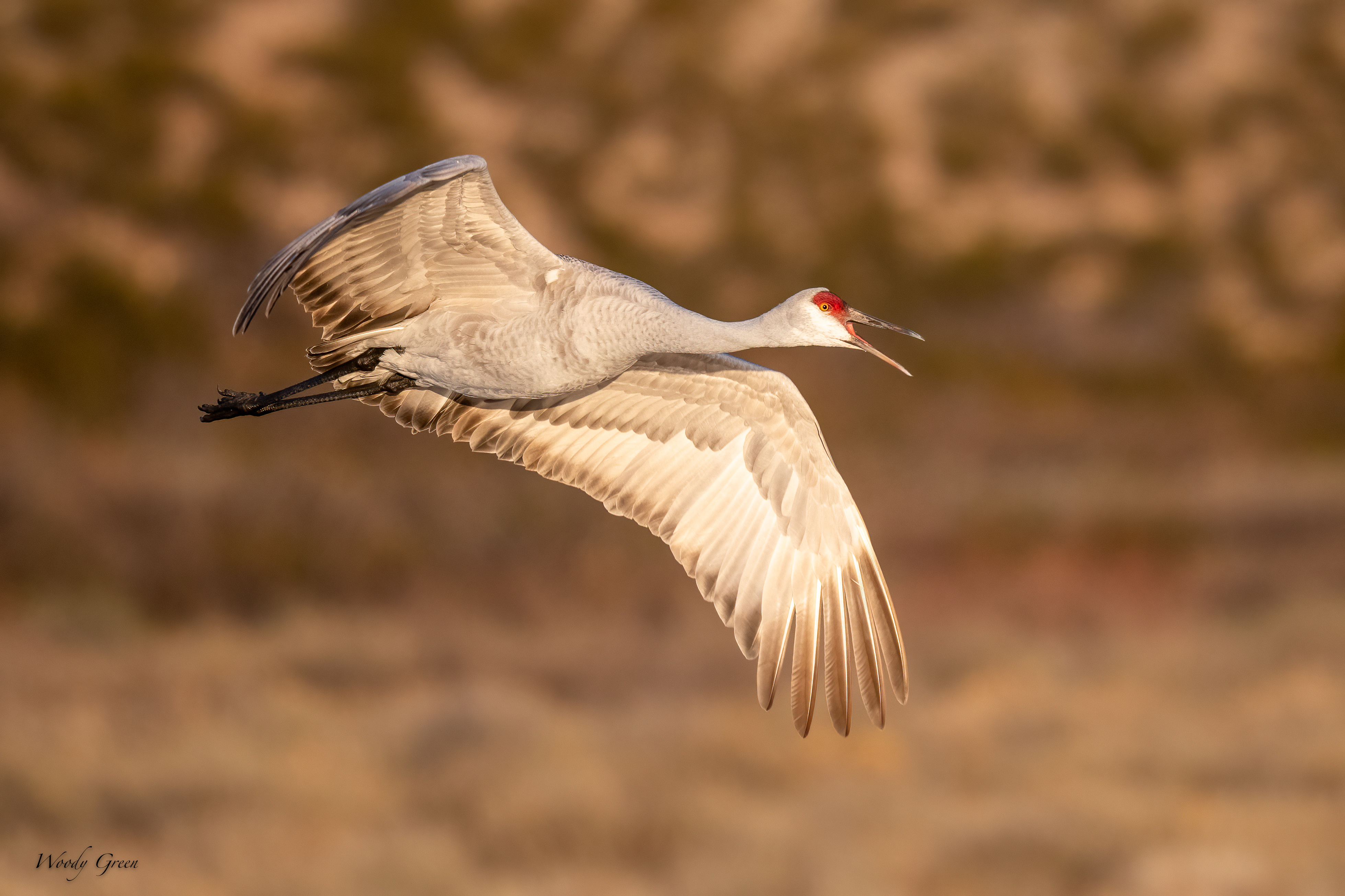 SandhillFlight-556.jpg