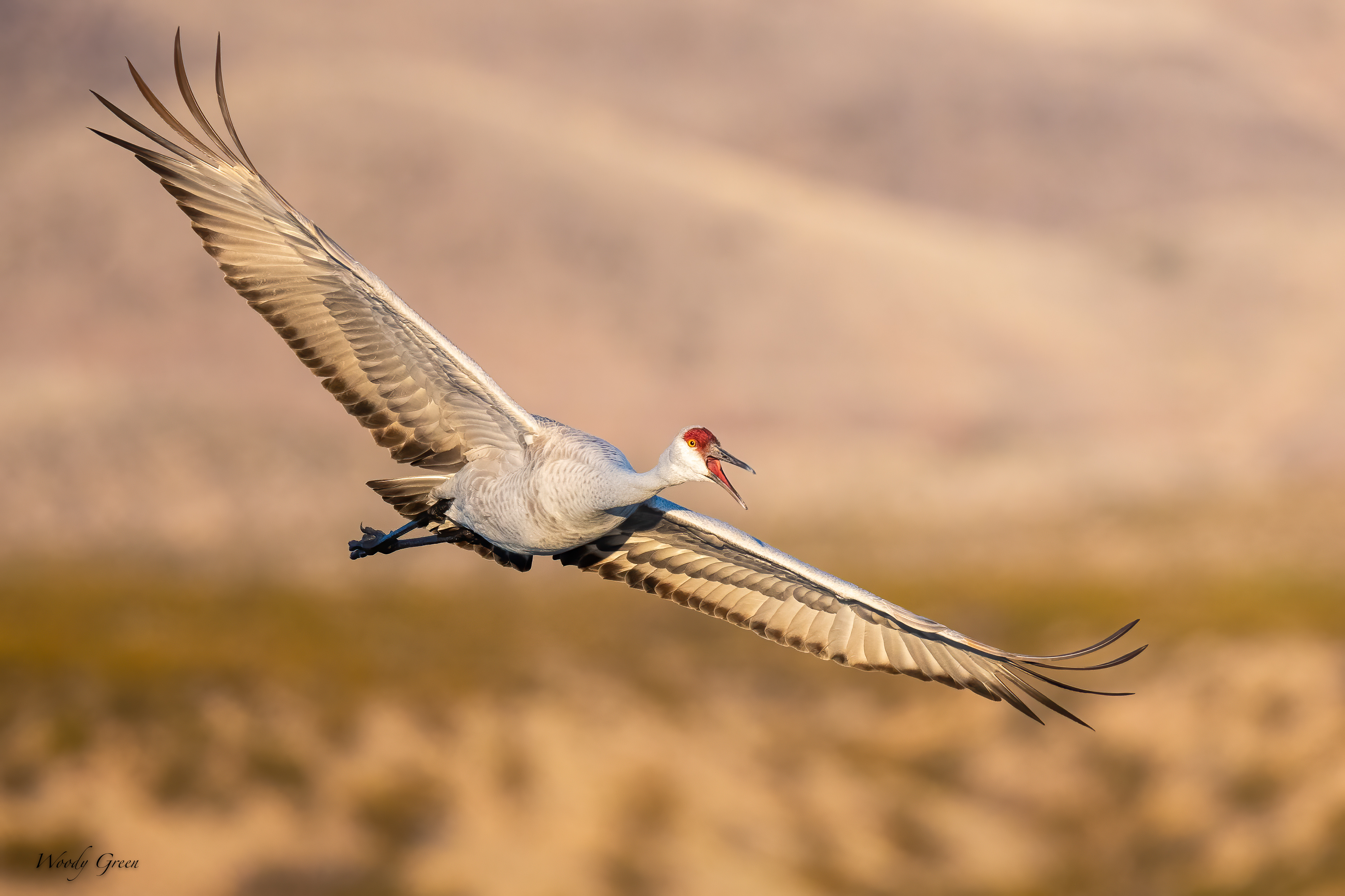 SandhillFlight-557.jpg
