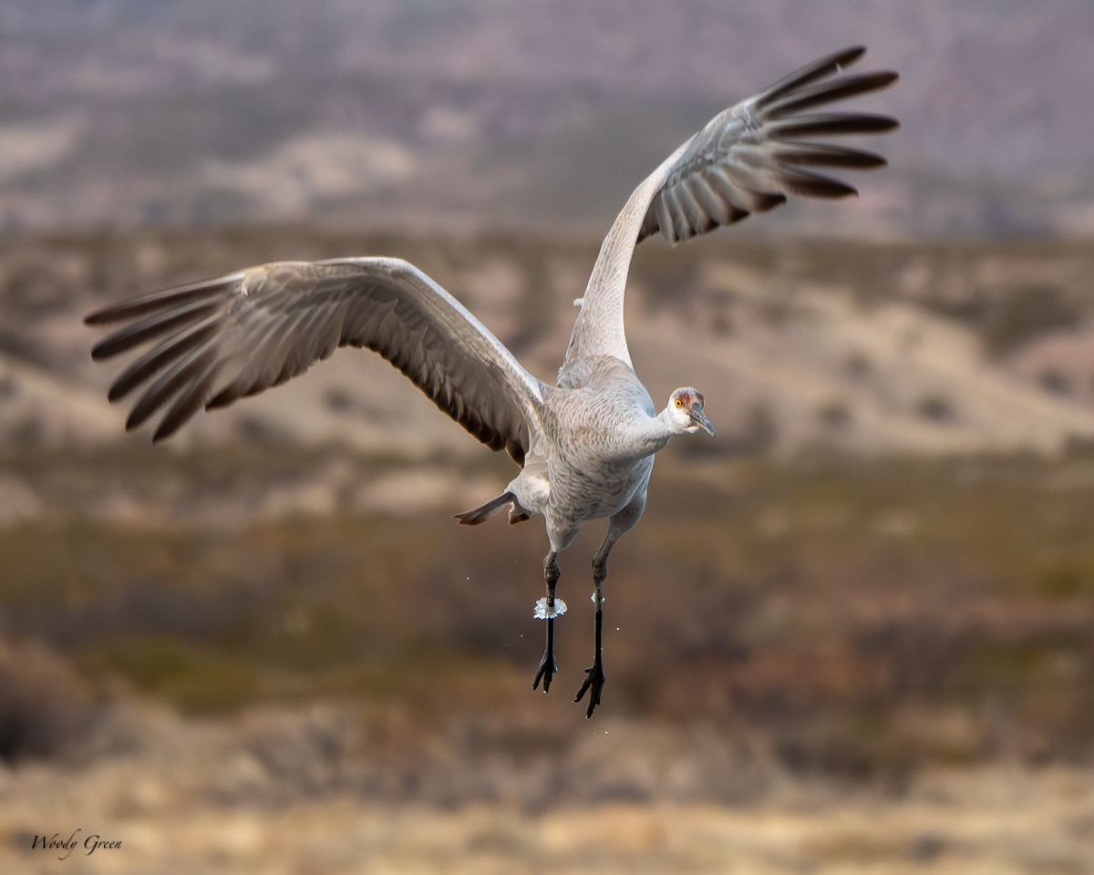 SandhillIceRing-244.jpg