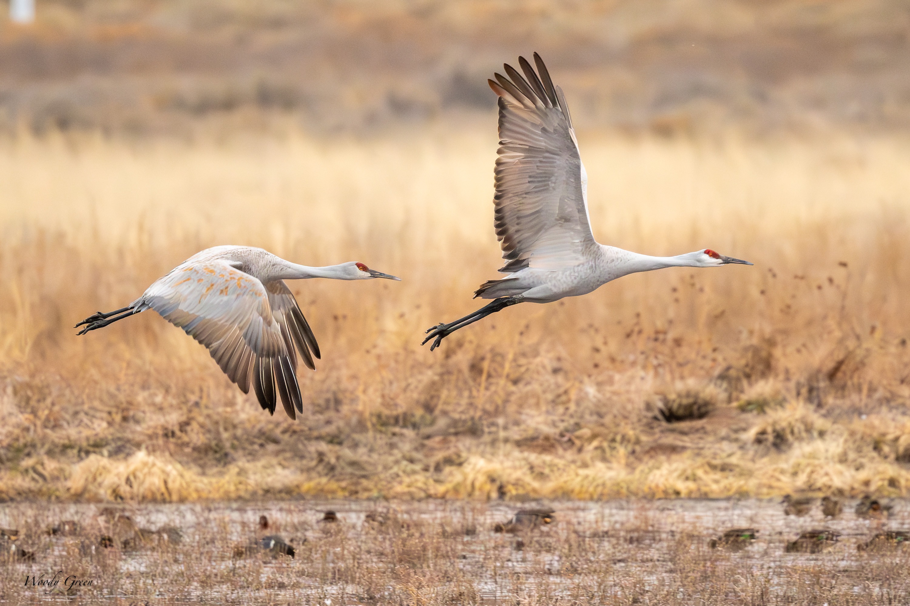 SandhillInFlight-547.jpg