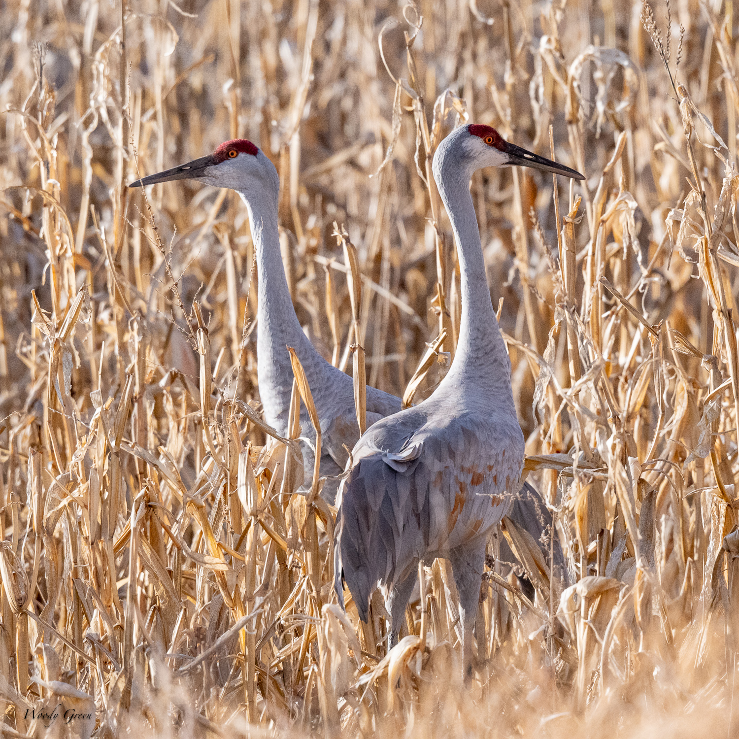 SandhillsCorn-560.jpg