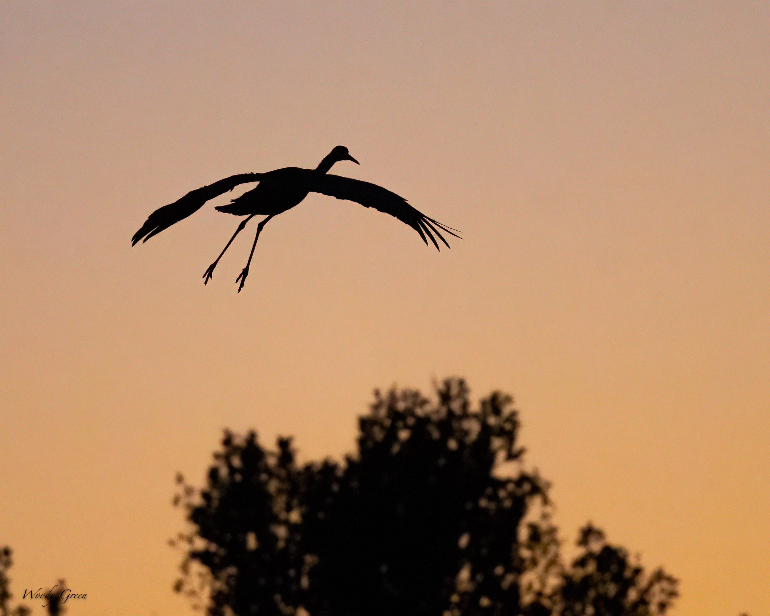 SandhillSilhouette-500.jpg