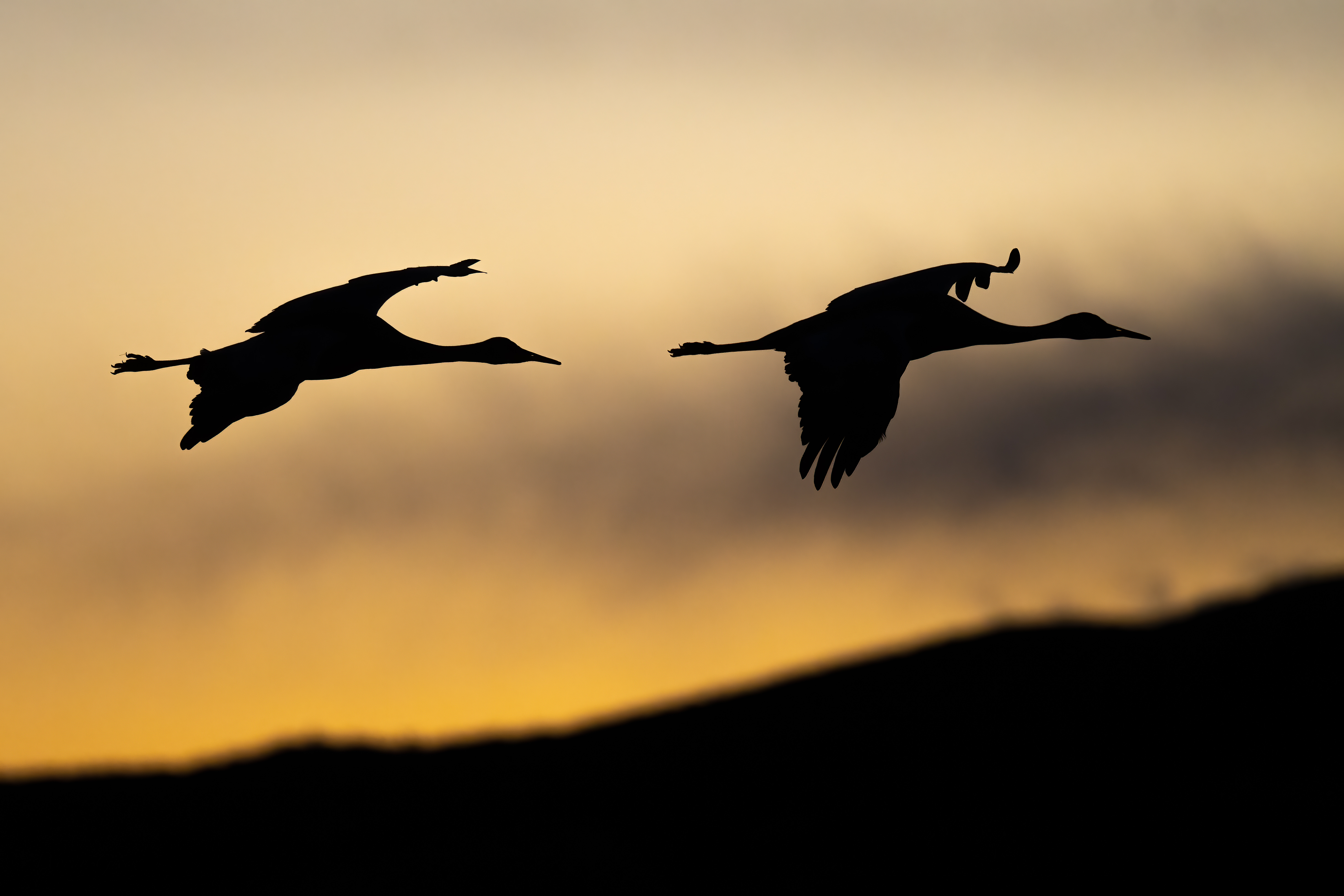 SandhillSilhouette-501.jpg