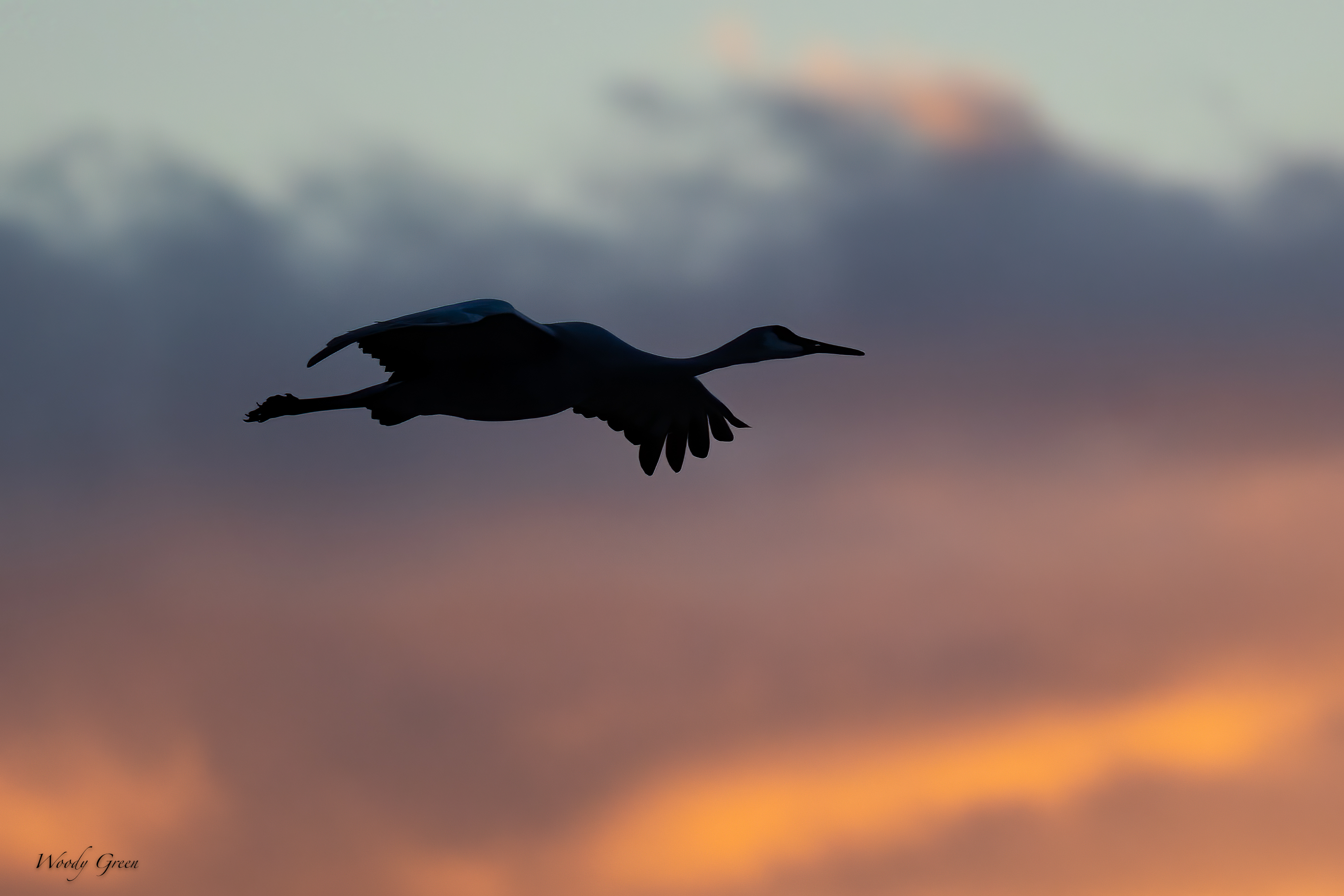SandhillSilhouette-502.jpg