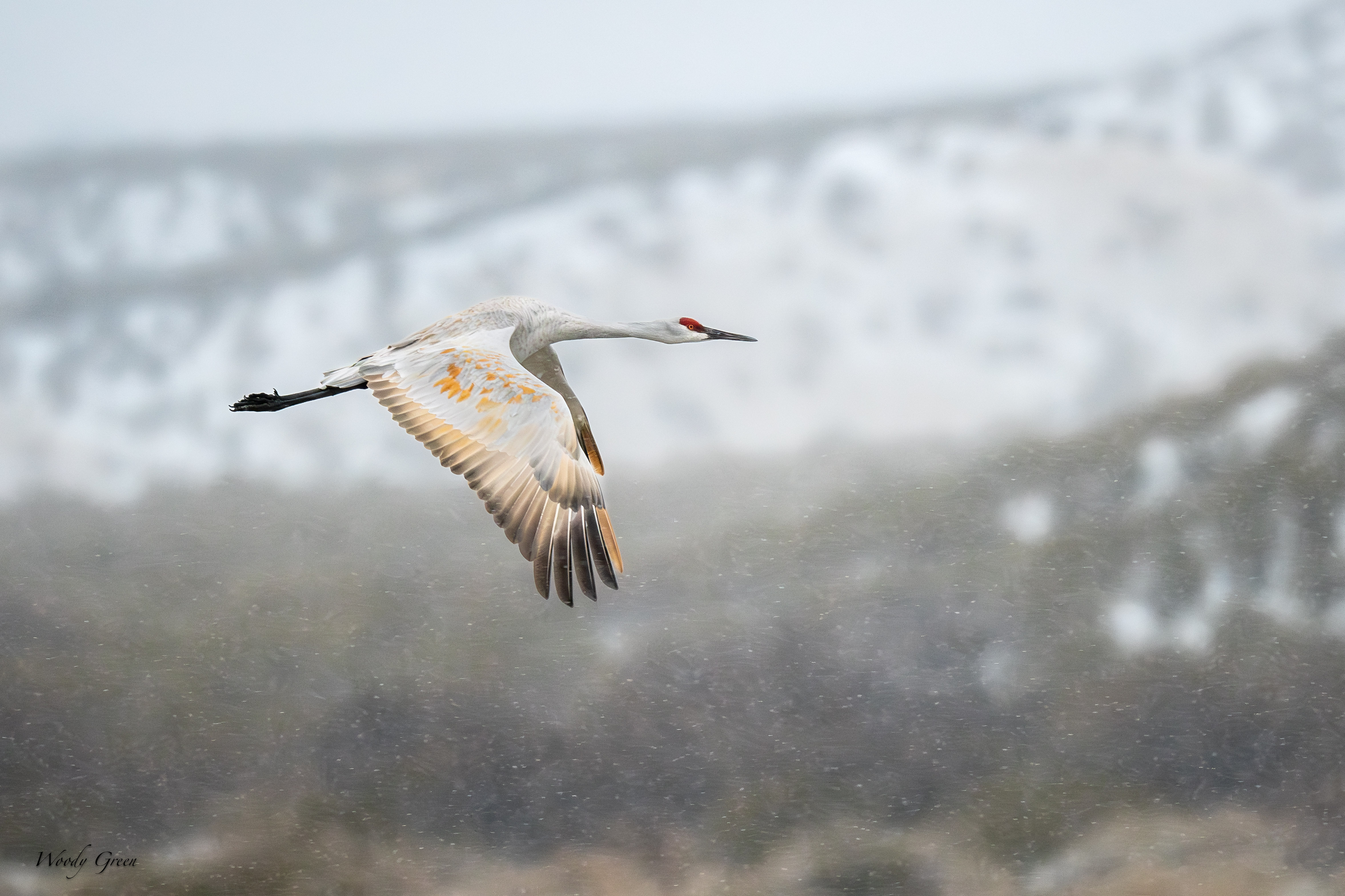SandhillSnowFlight-246.jpg