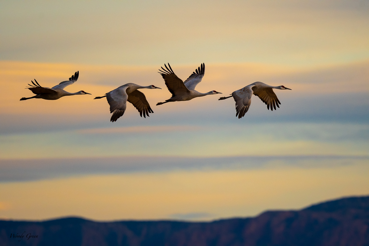 SandhillSunset-246.jpg