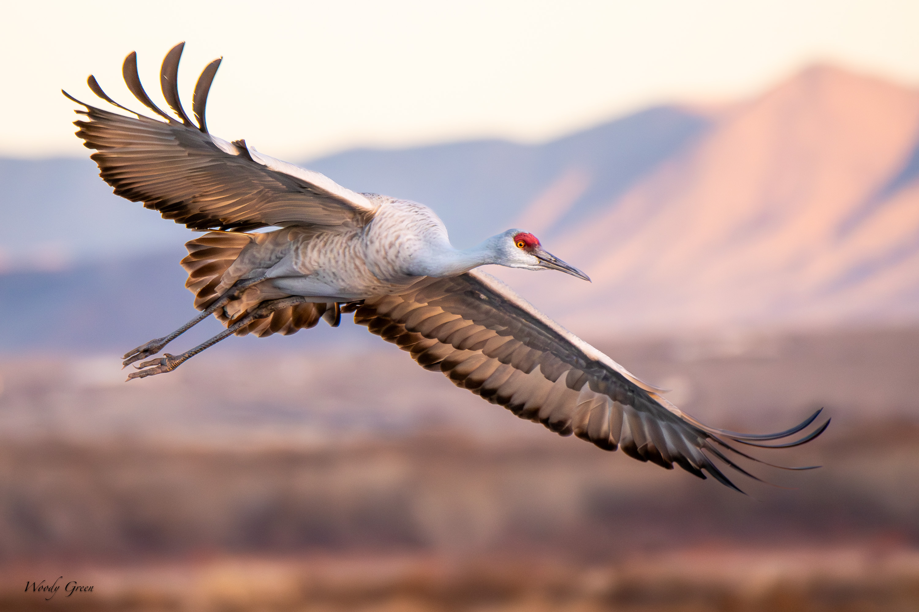 SandhillSunset Flight-520.jpg