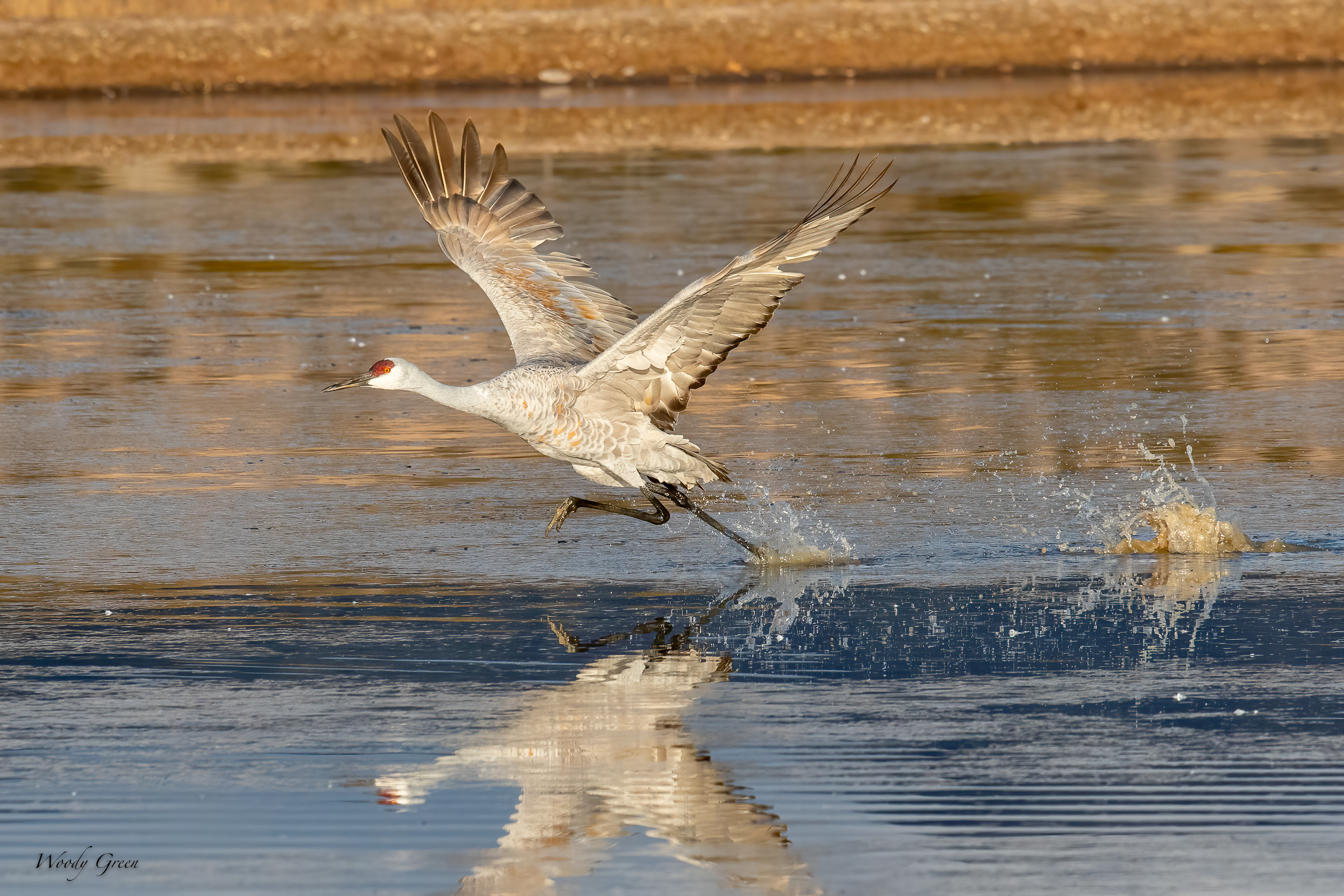 SandhillTakeOff-502.jpg