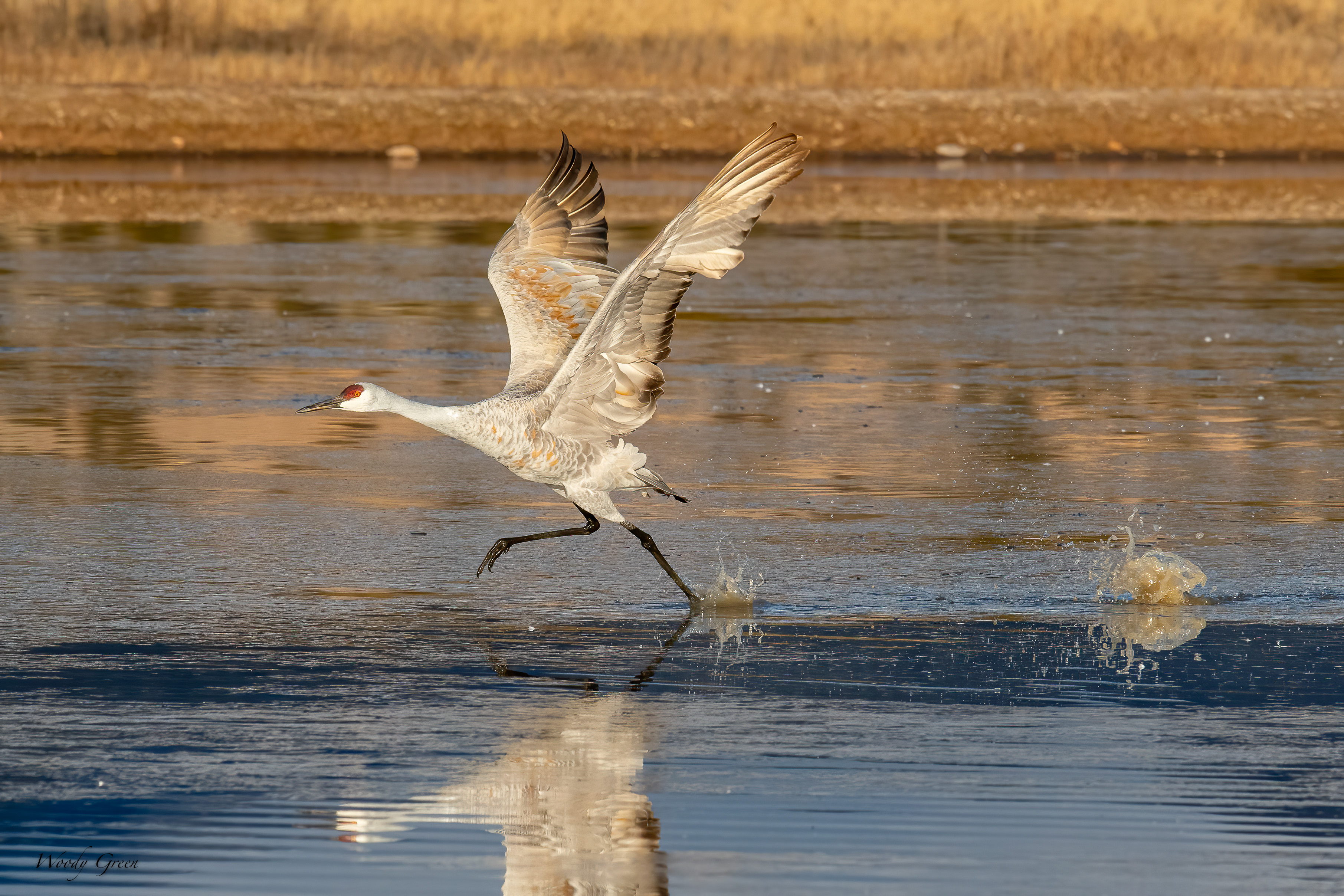 SandhillTakeOff-503.jpg