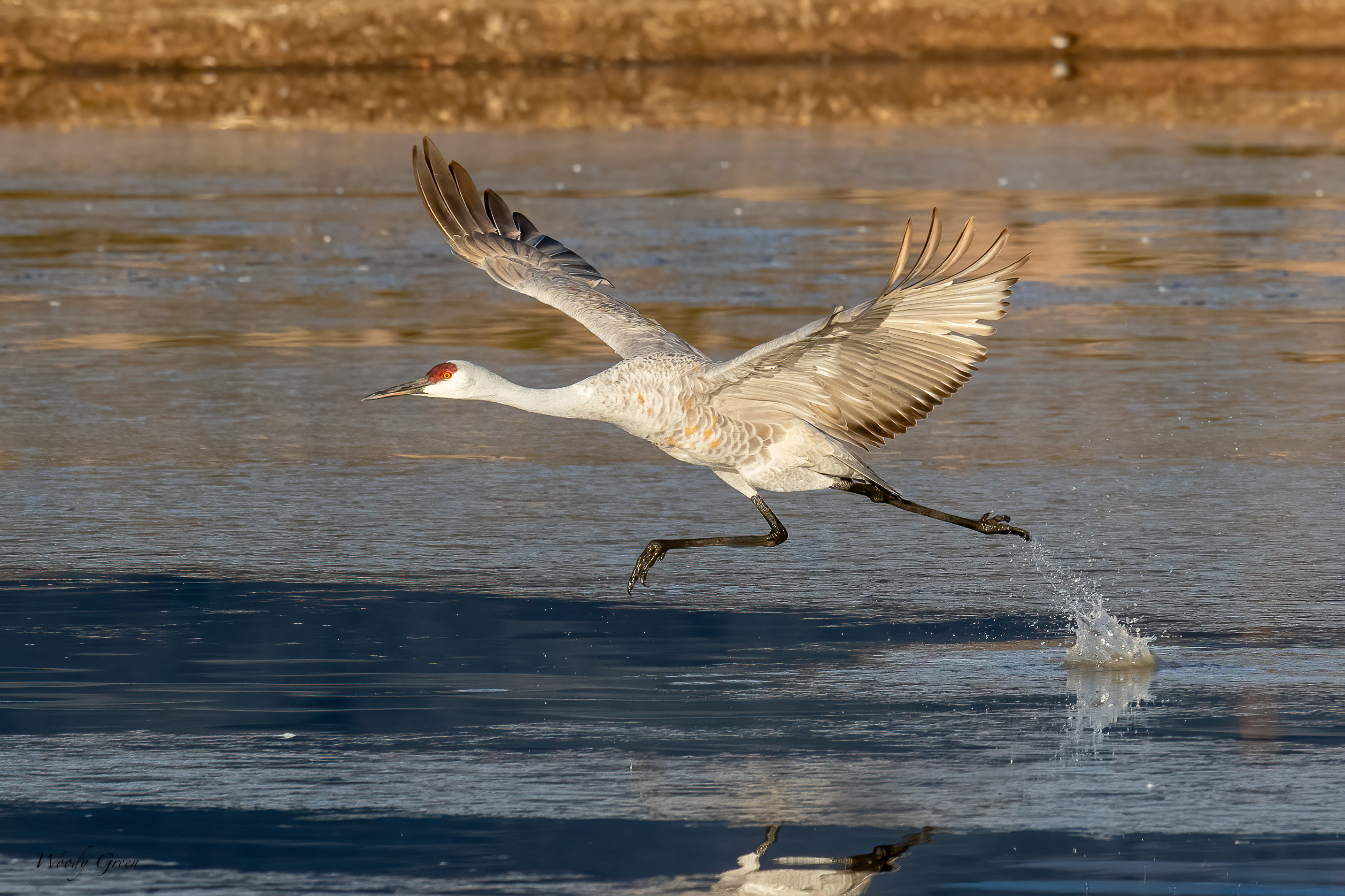 SandhillTakeOff-506.jpg