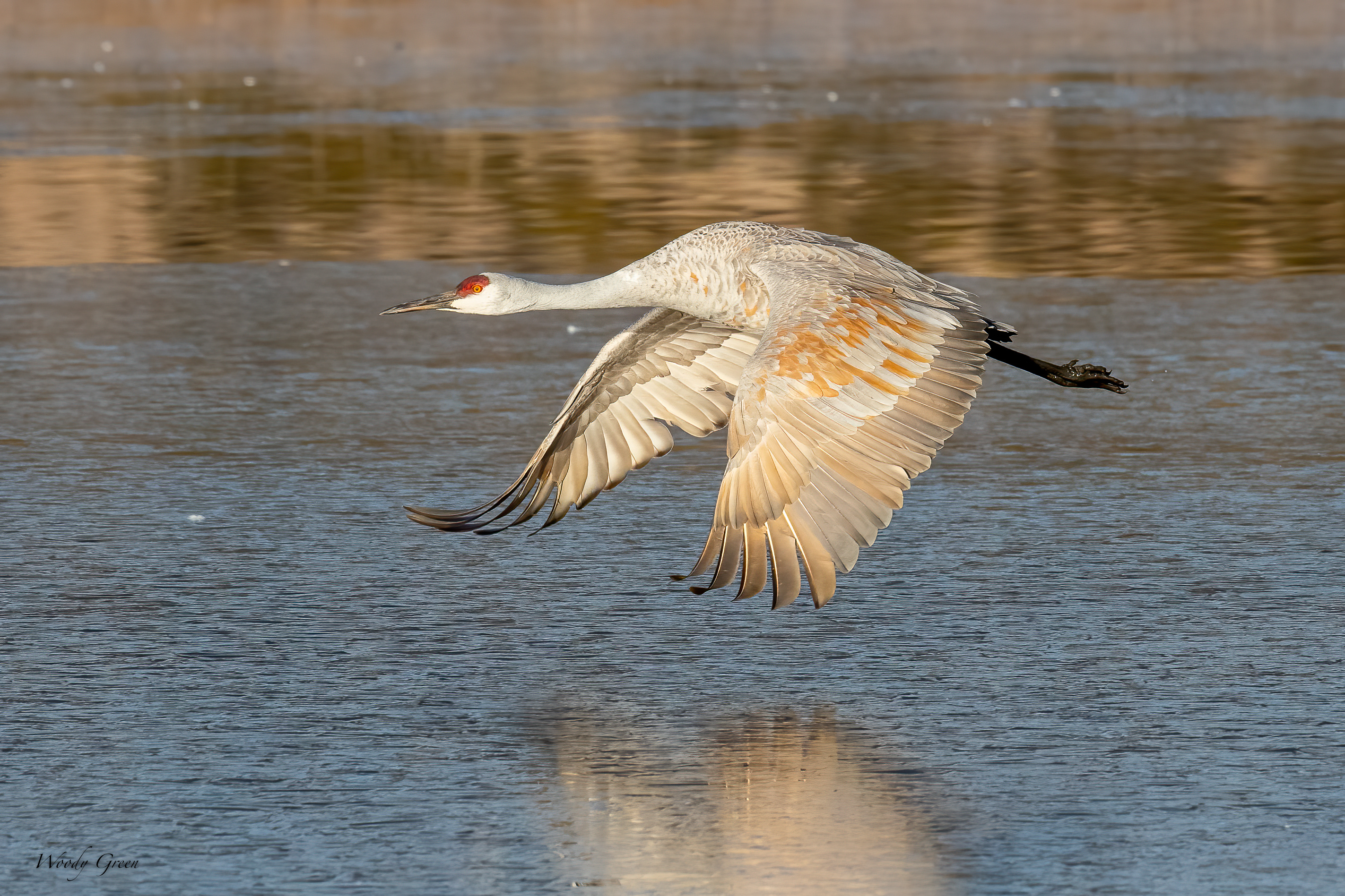 SandhillTakeOff-508.jpg