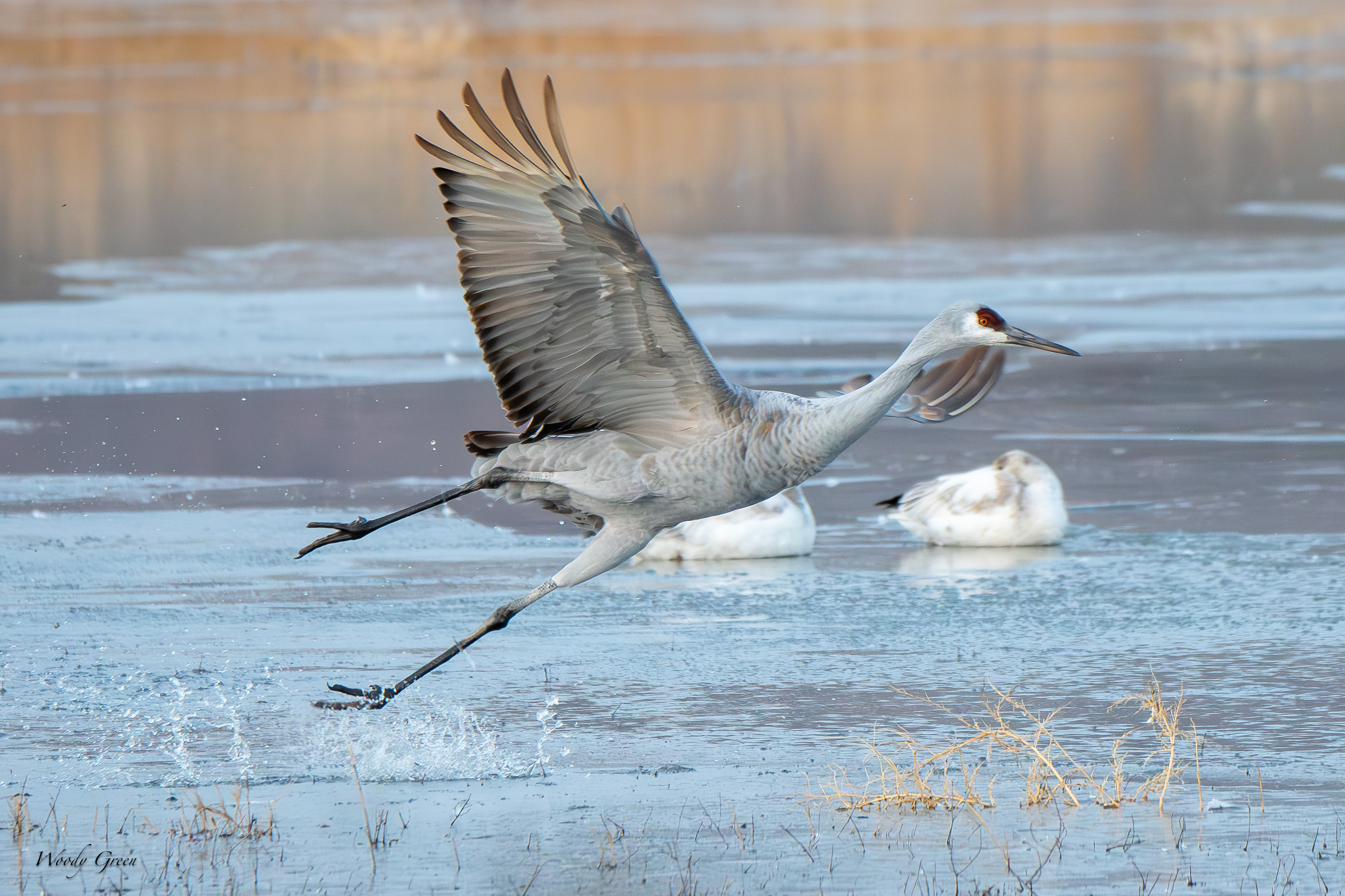 SandhillThinIce-260.jpg