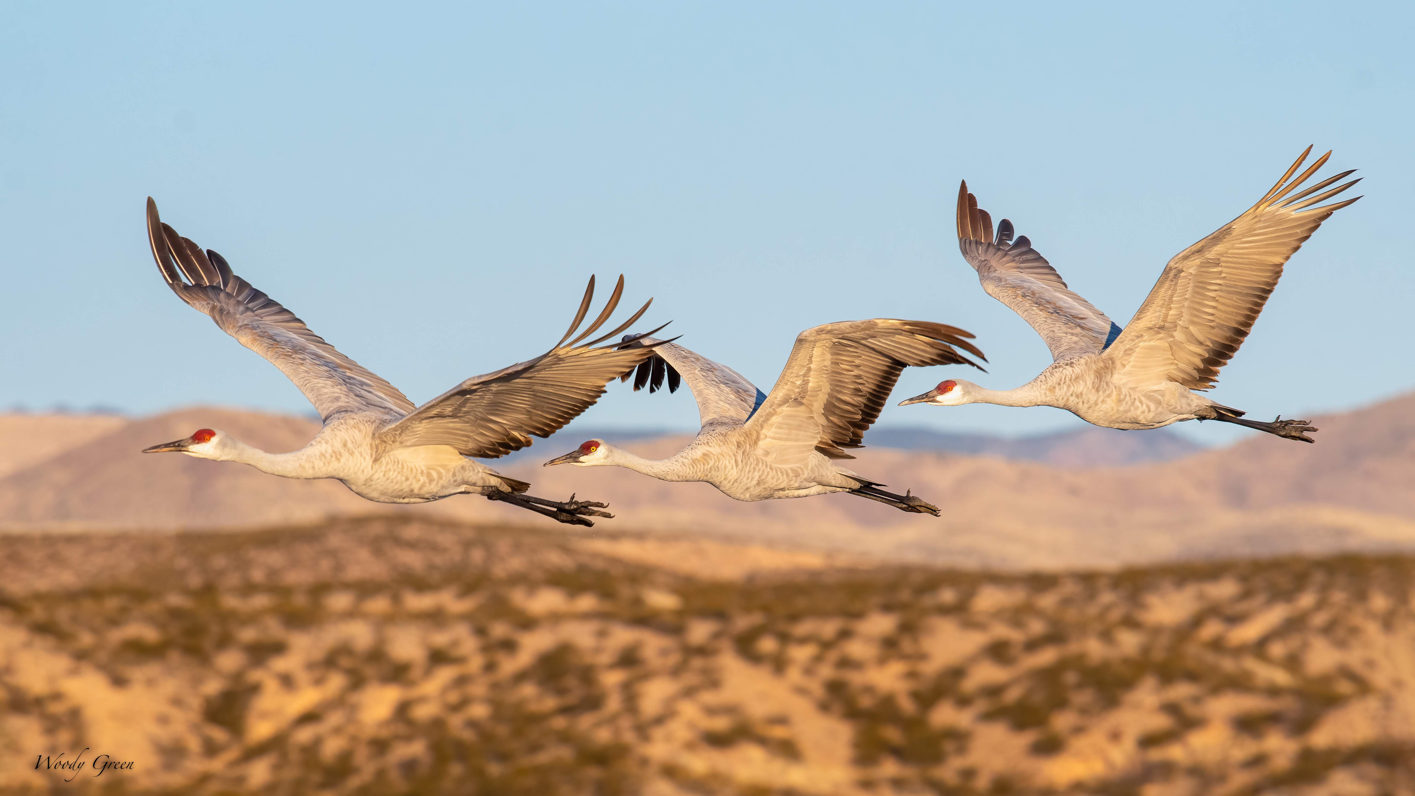 SandhillThree-502.jpg