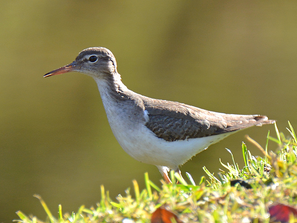 Sandpiper.jpg