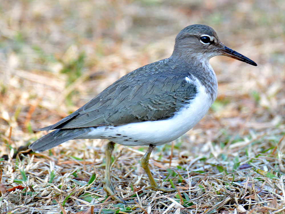 Sandpiper.jpg