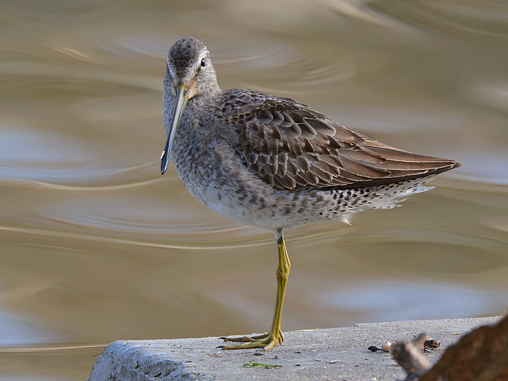 Sandpiper.jpg