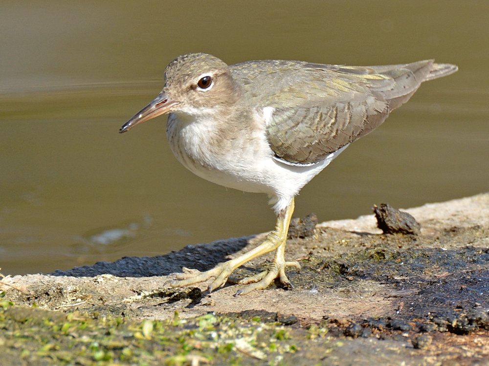 Sandpiper.jpg