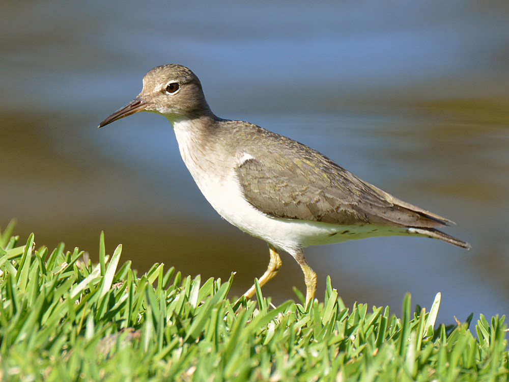 Sandpiper.jpg