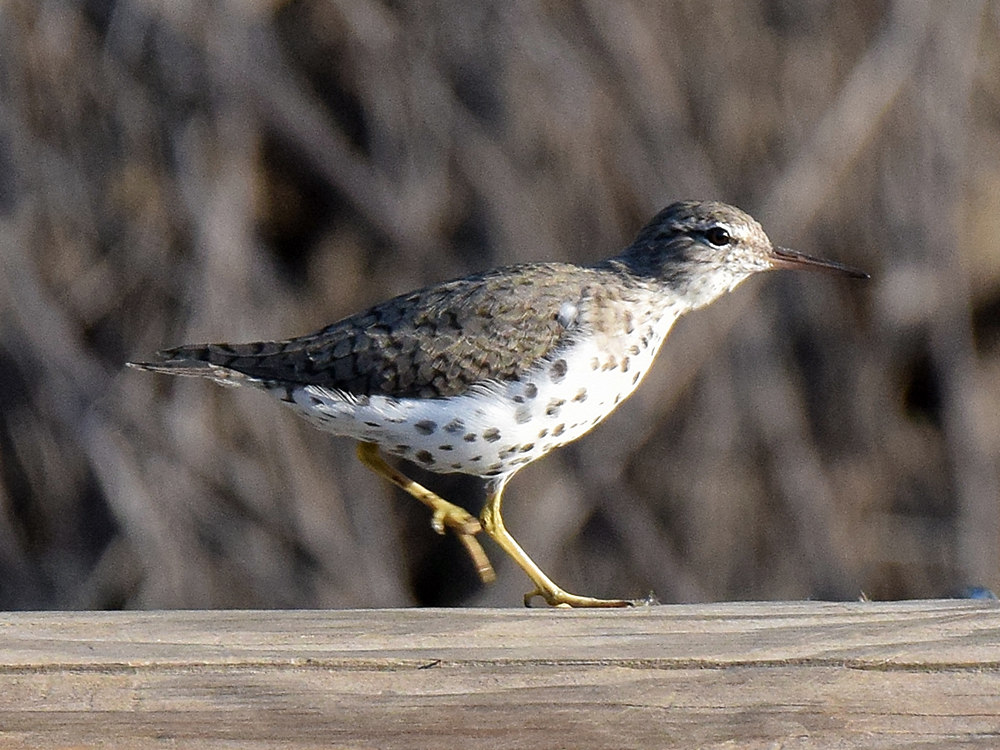Sandpiper.jpg