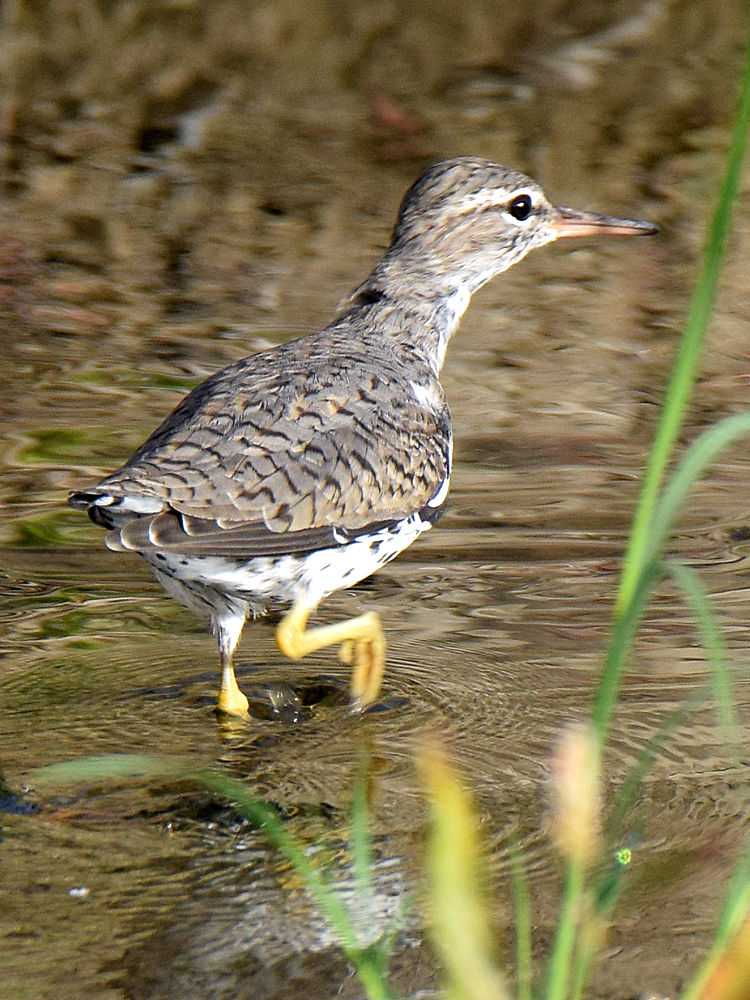 Sandpiper.jpg
