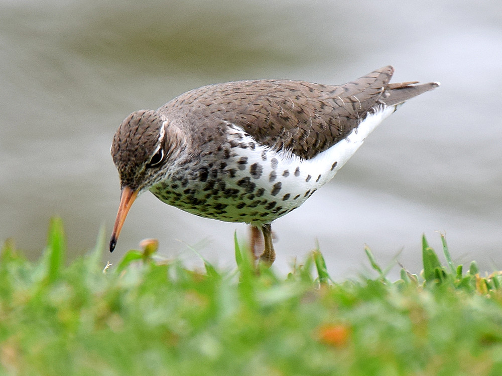 Sandpiper.jpg