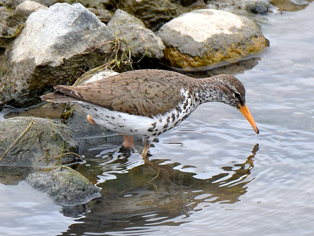 Sandpiper.jpg