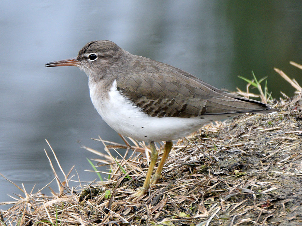 Sandpiper.jpg