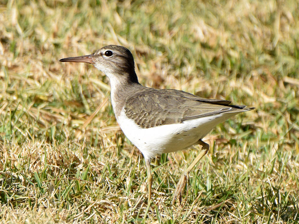 Sandpiper.jpg