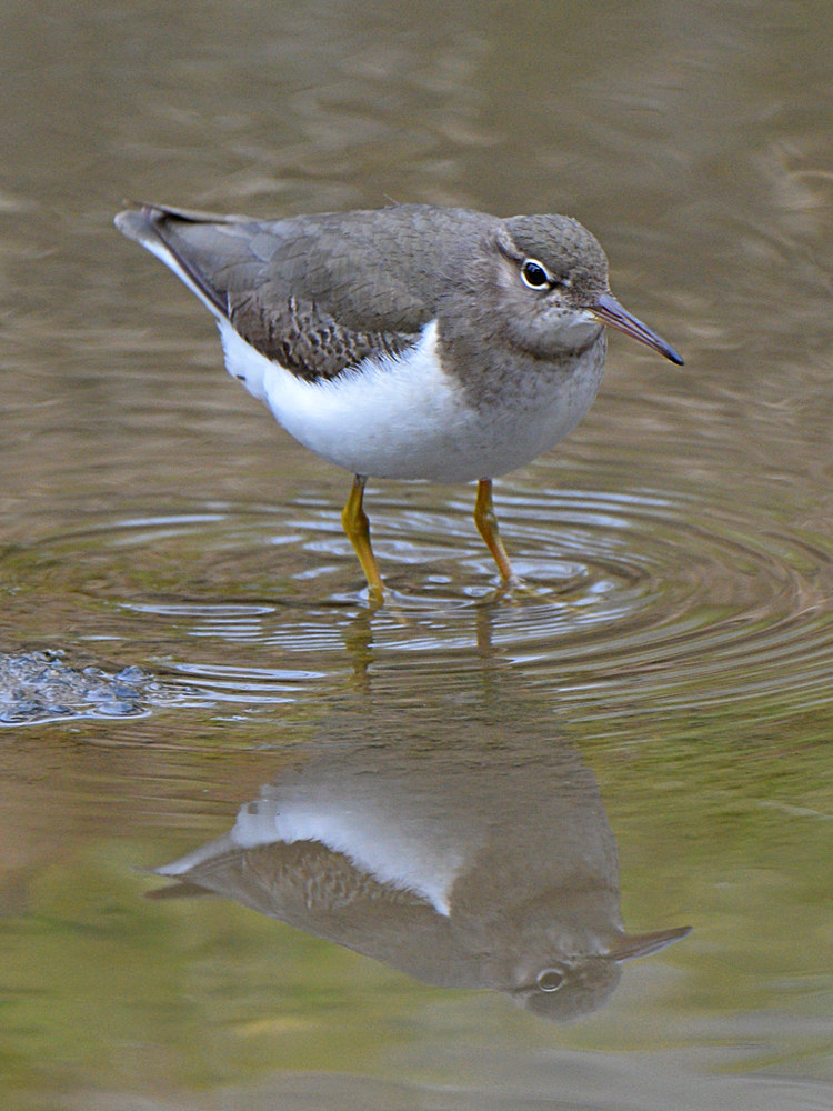 Sandpiper.jpg