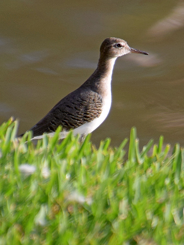 Sandpiper.jpg