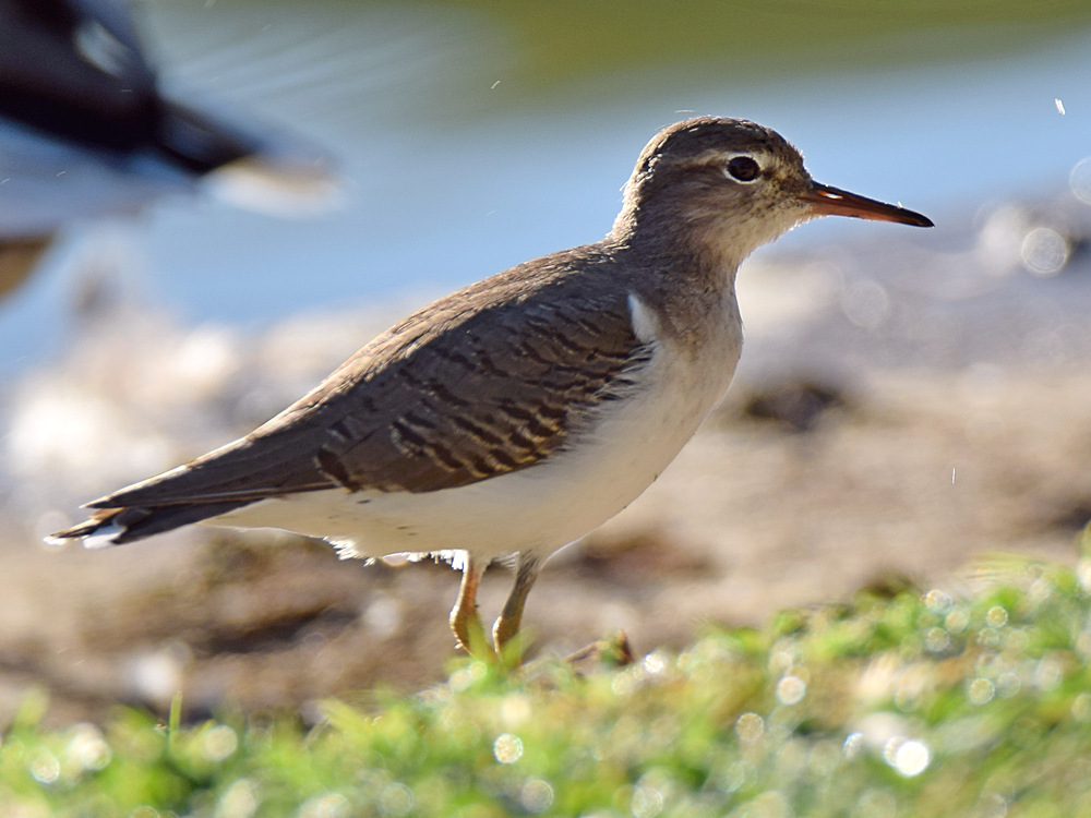 Sandpiper.jpg
