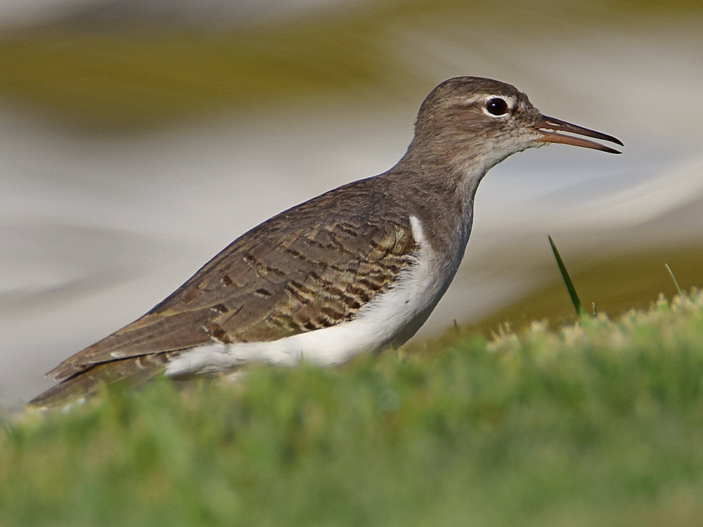 Sandpiper.jpg