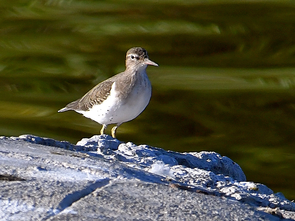 Sandpiper.jpg