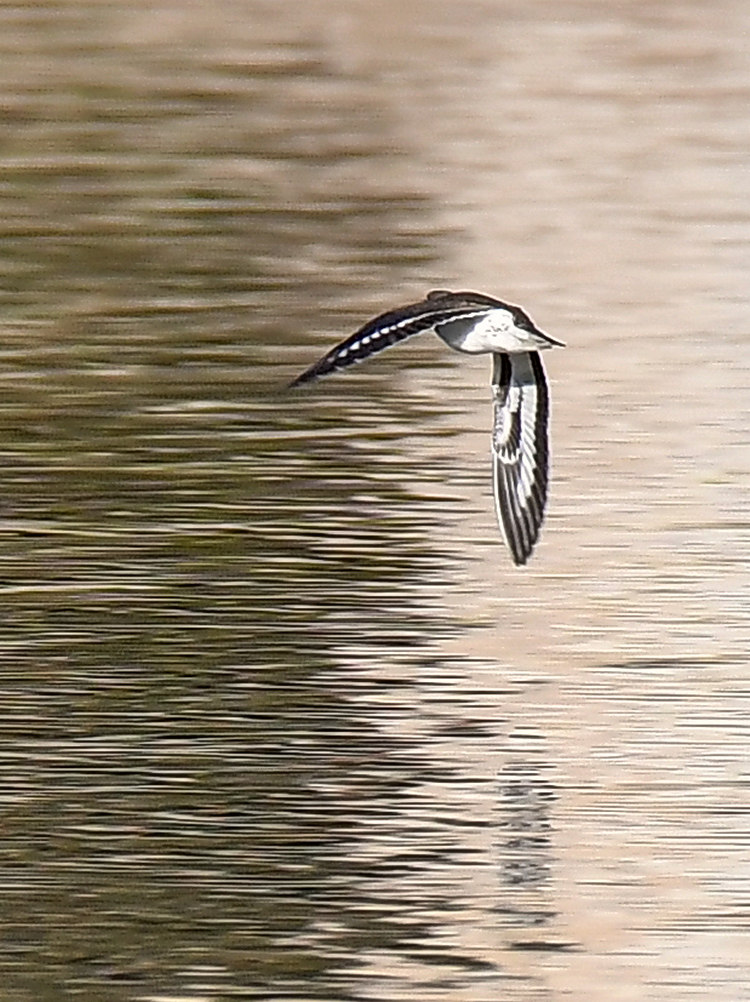 Sandpiper.jpg