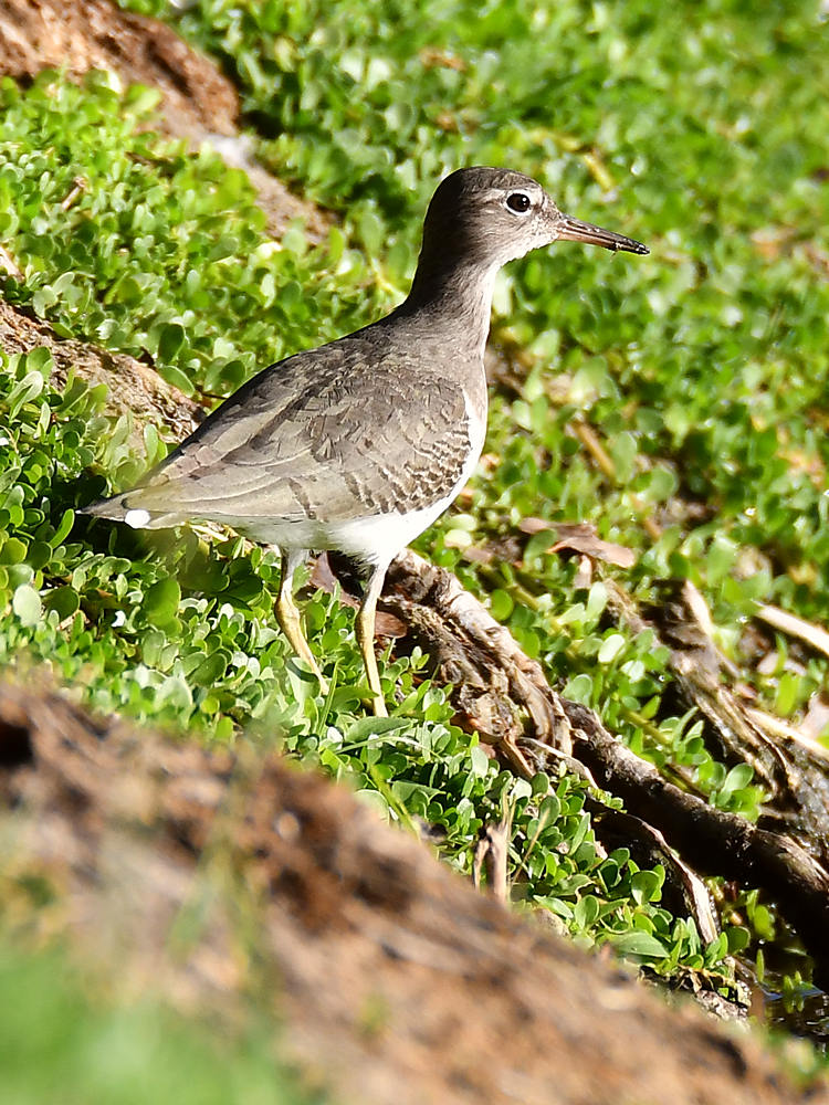 Sandpiper.jpg